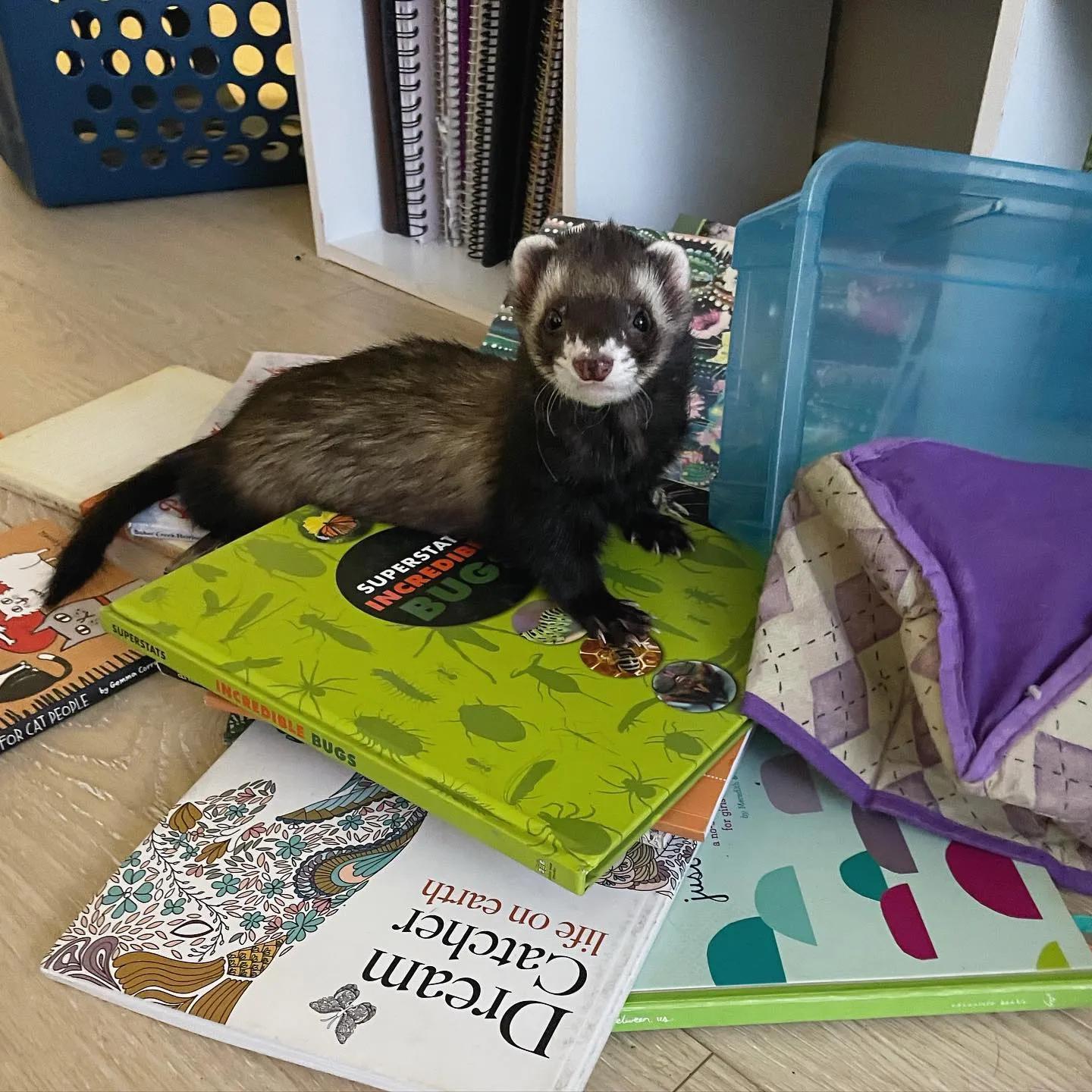 Only a ferret owner can understand how watching your pet cause