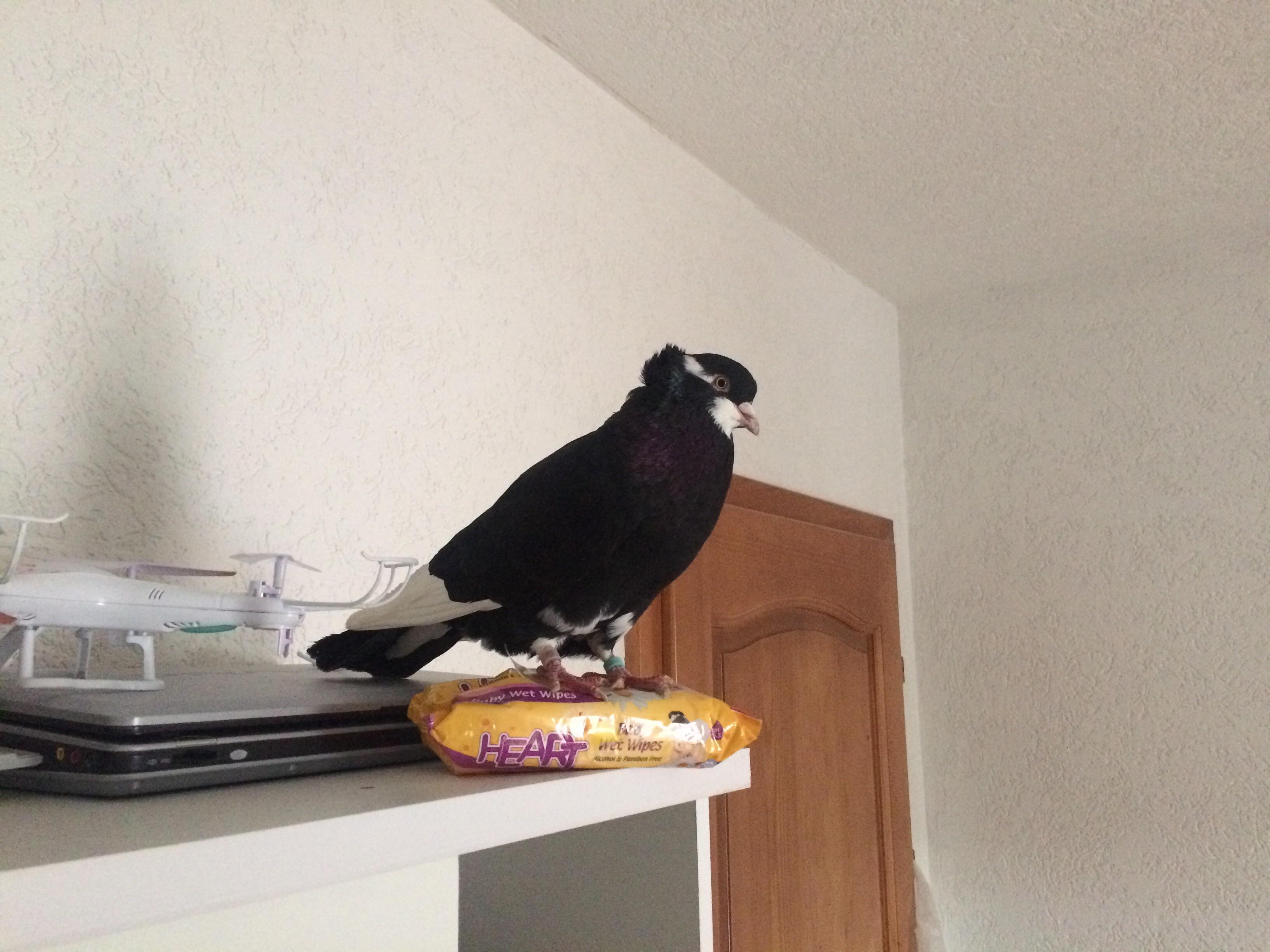 This bird flew into my room today and stayed with me for an hour. r/pics