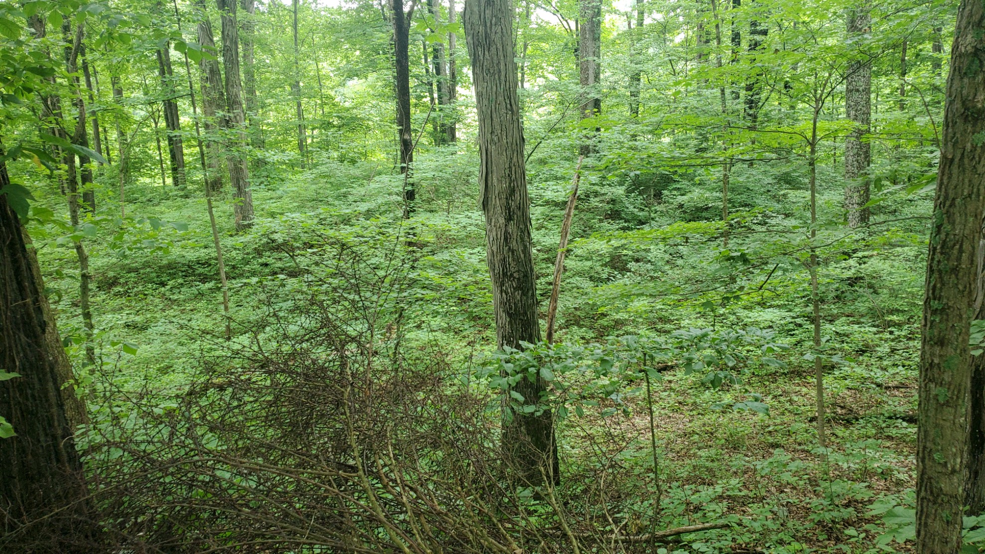 The future site of my cabin in the woods. 1.2 acres in painted hills