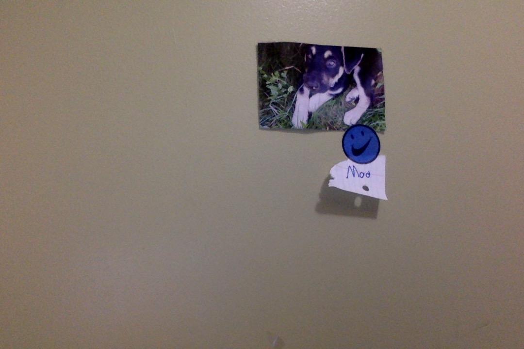 Snakes scare me so here's a picture of my dog r/teenagers