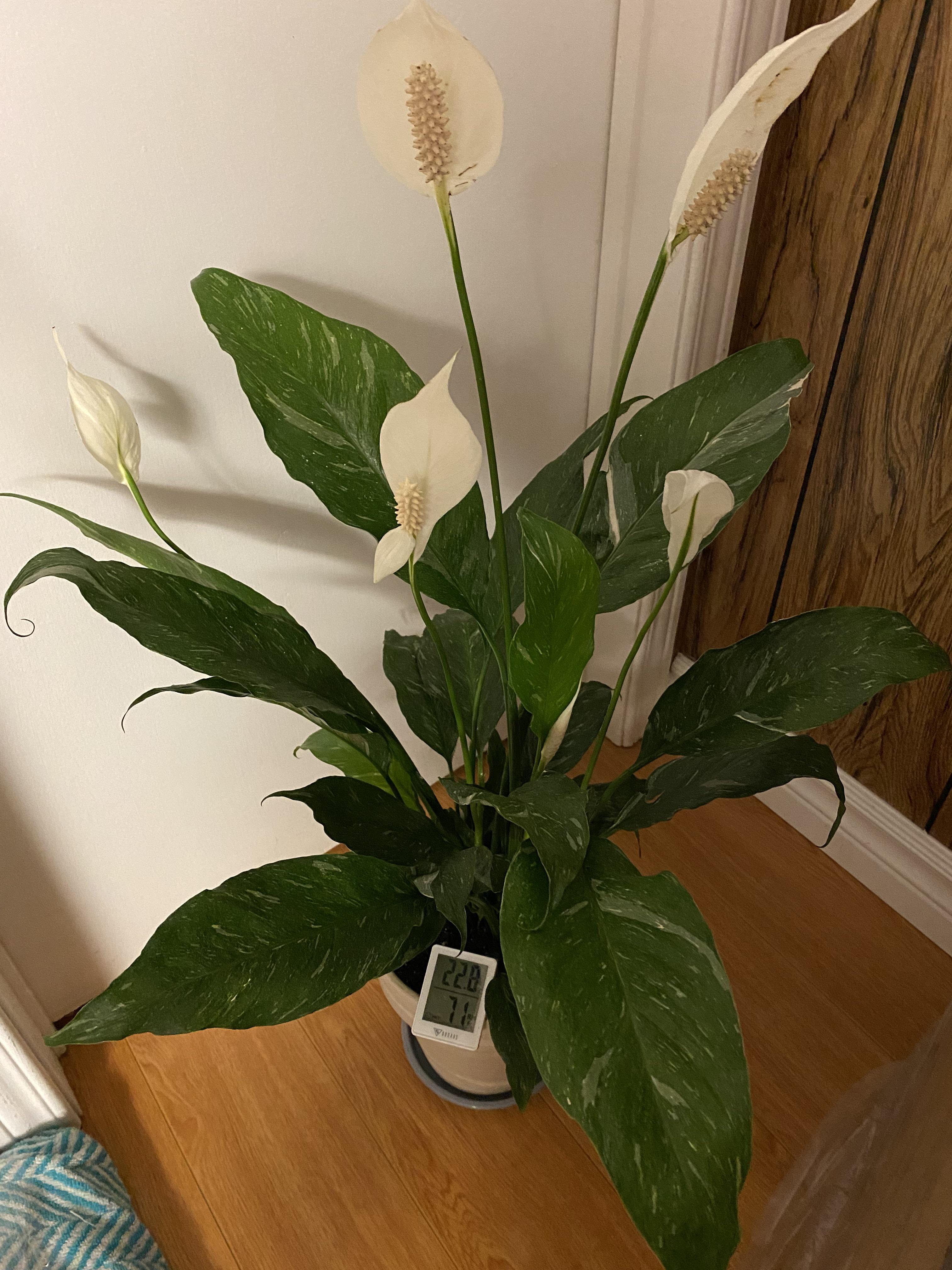 Peace lily leaves curling ( help r/houseplants