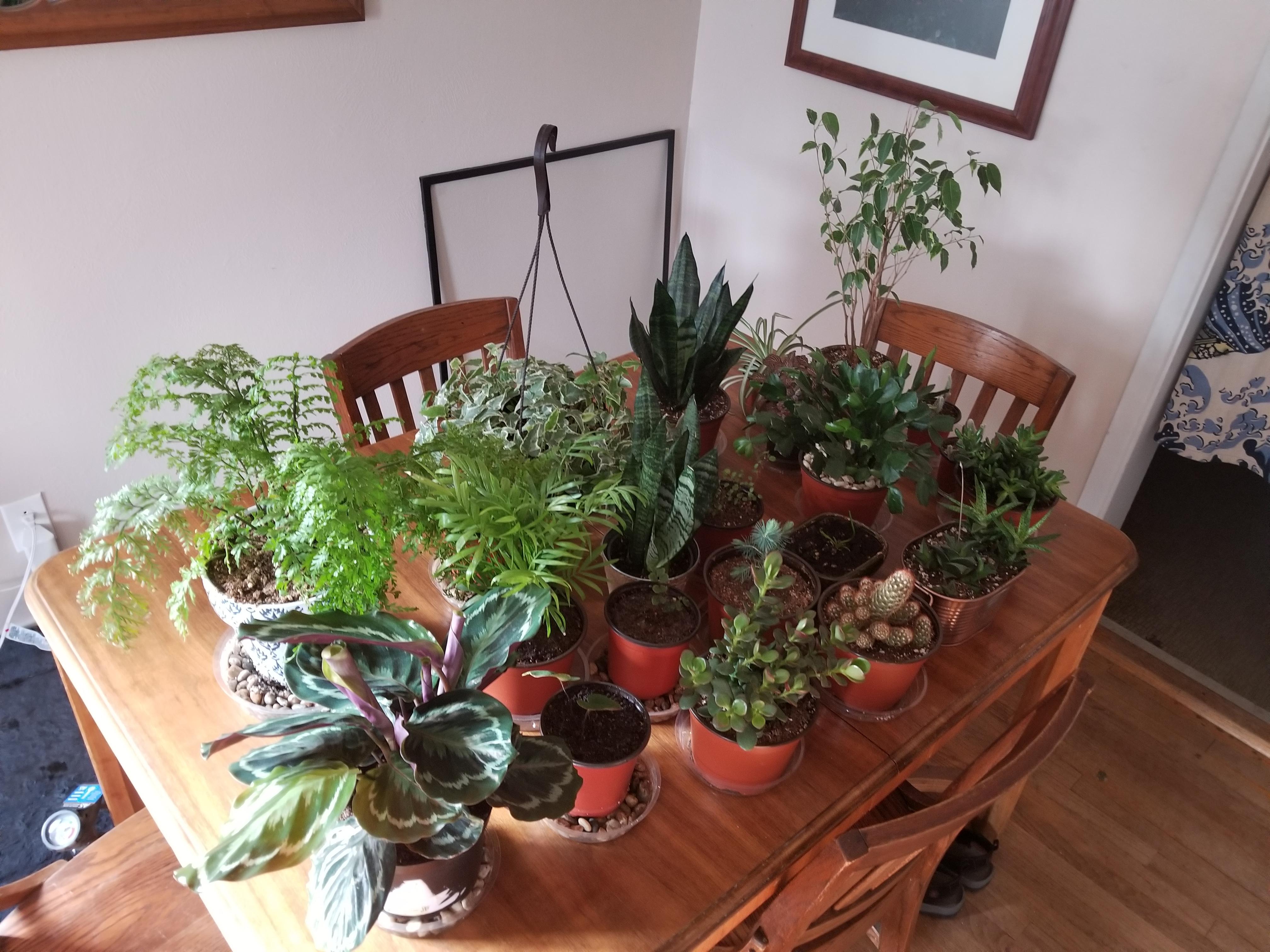 A year later and I'm obsessed with plants. It's official. Thank you r/houseplants for your