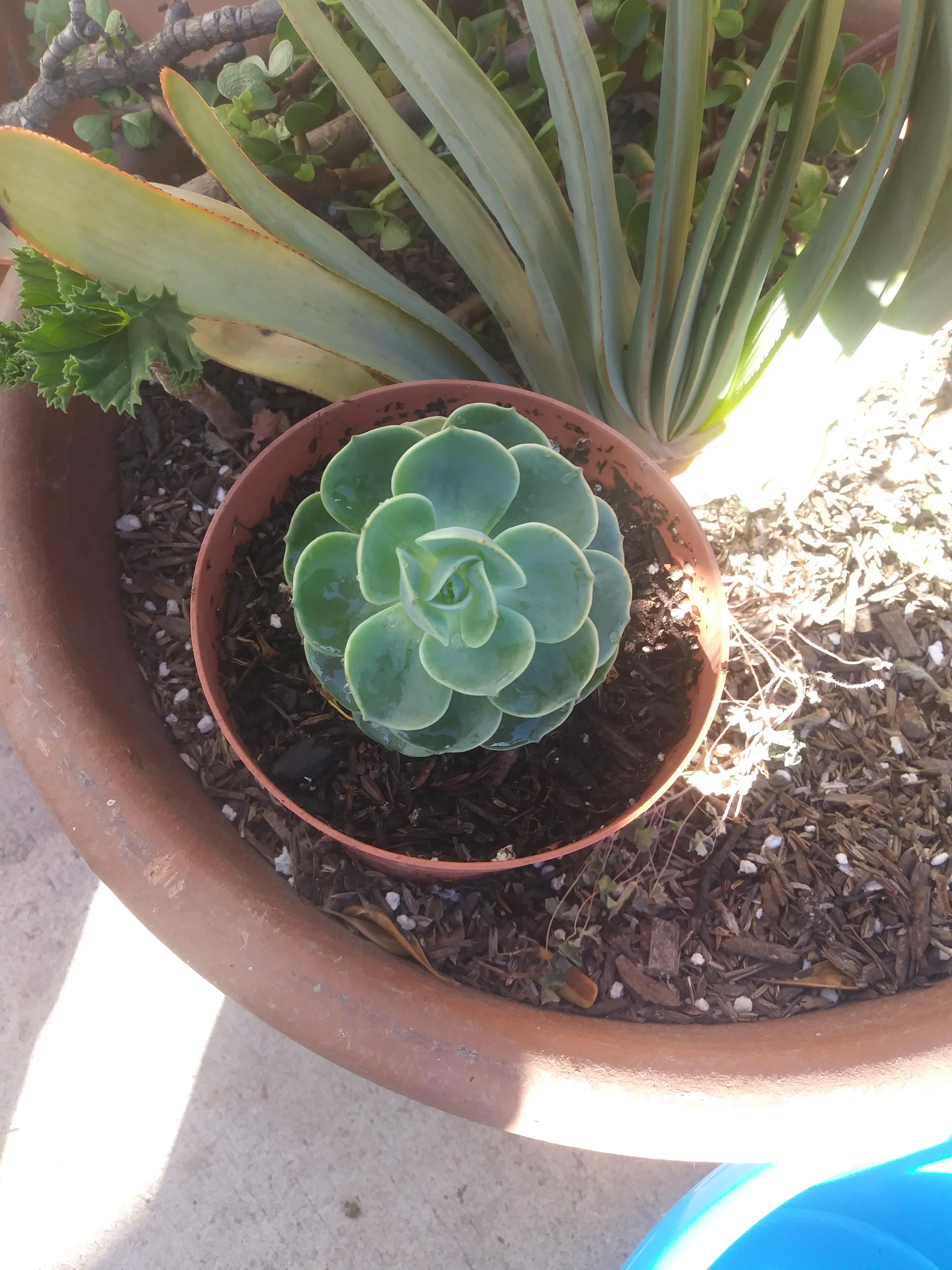 Anyone know what type of Aeonium this is? whatsthisplant