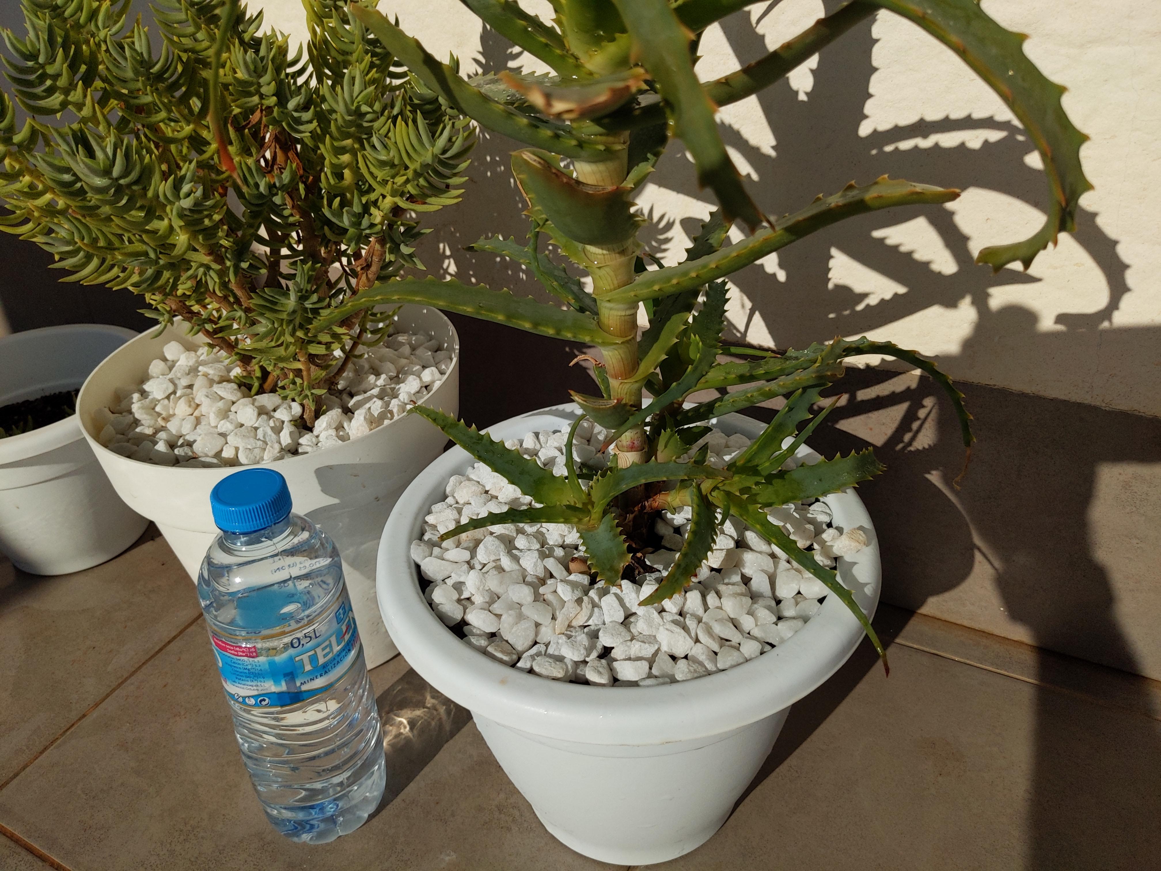 Is it OK to put pebbles/gravel on top of potted plants (to prevent wind