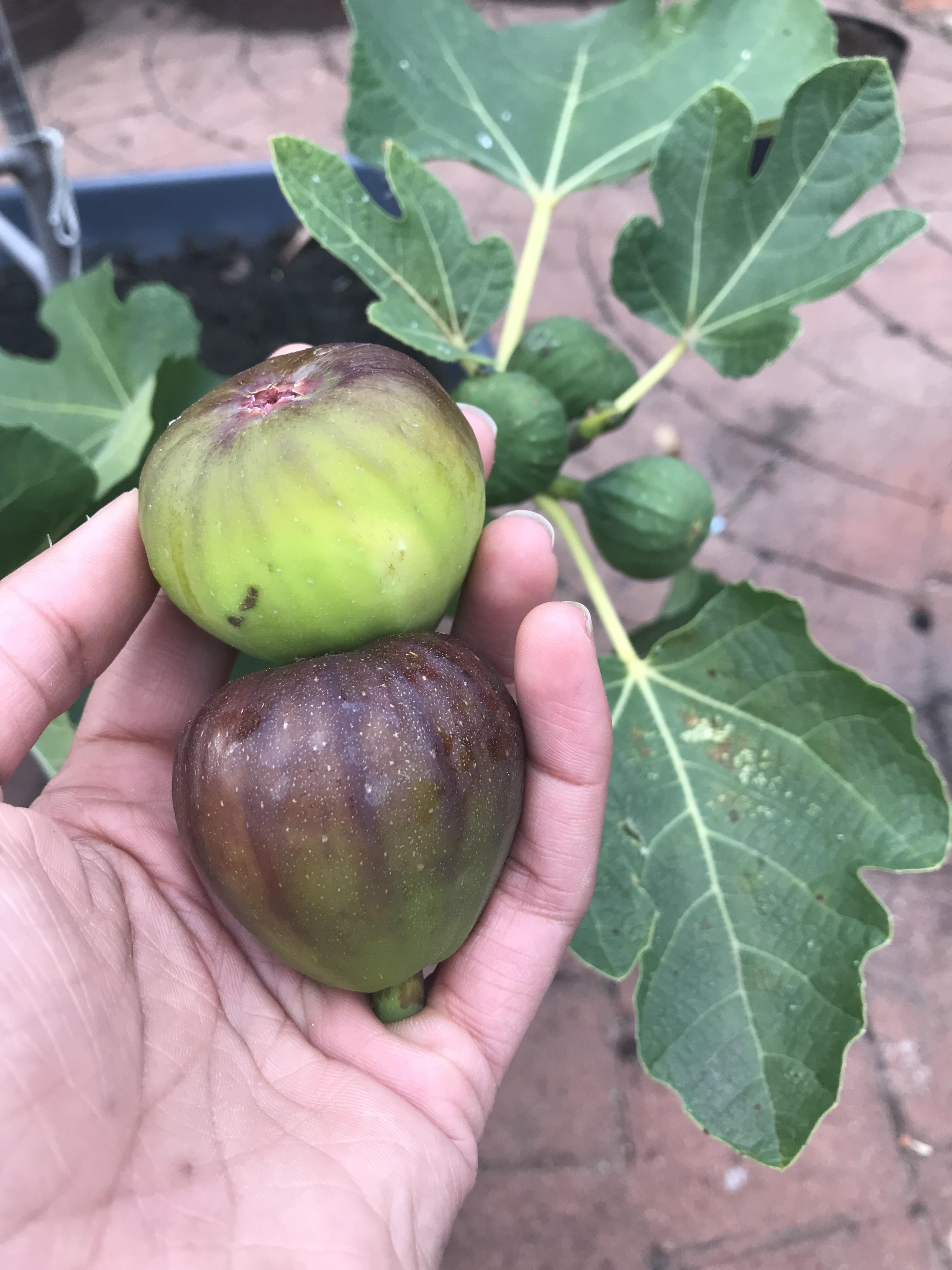 My first figs with more to come r/gardening