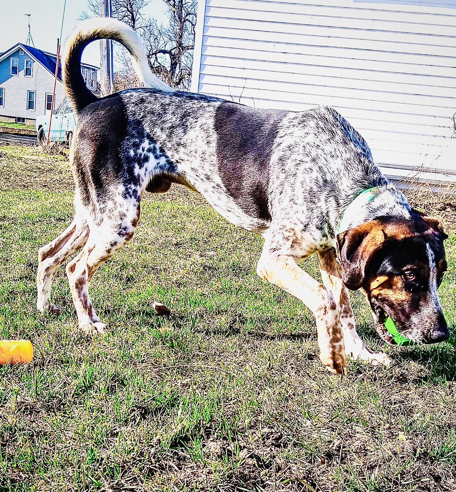 Saw this on a Facebook dog group I’m apart of. Thoughts? r/shittyHDR