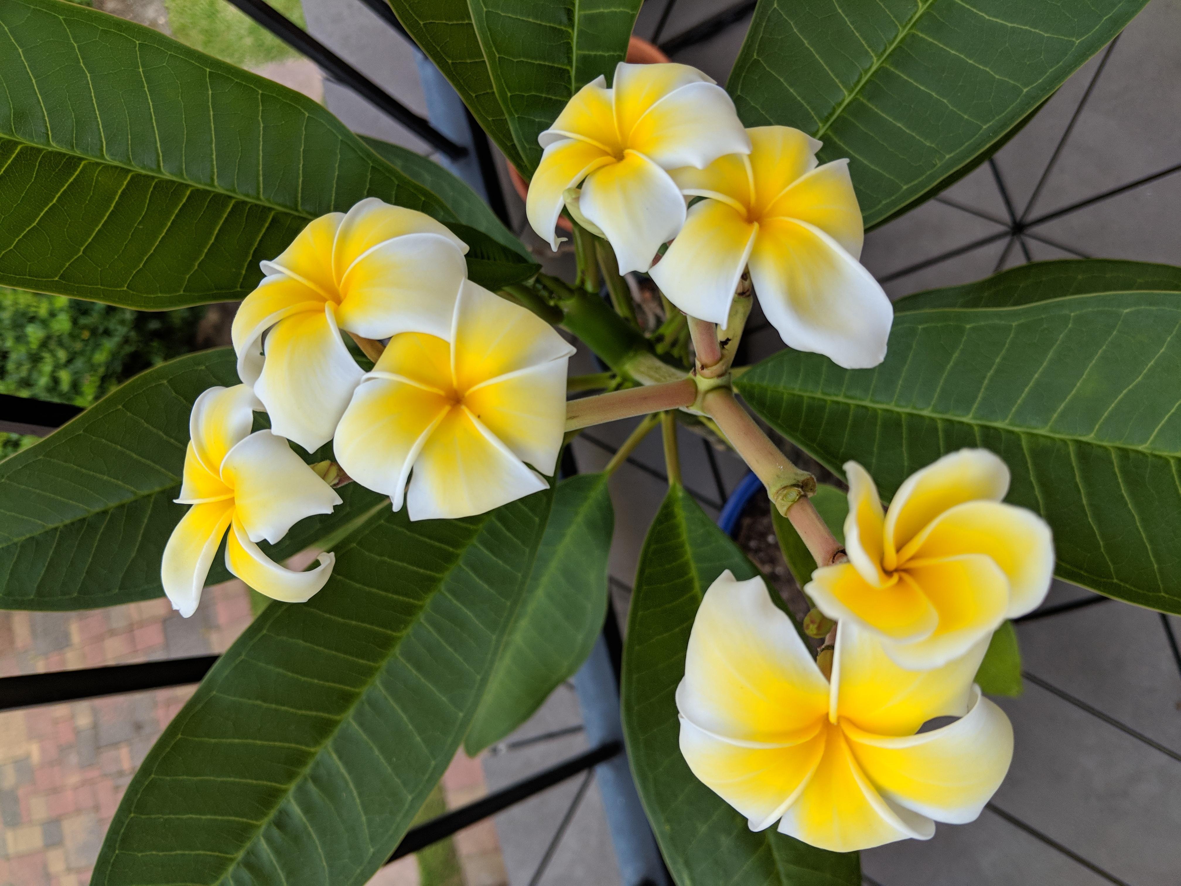 Plumeria blooming non stop! r/Plumeria