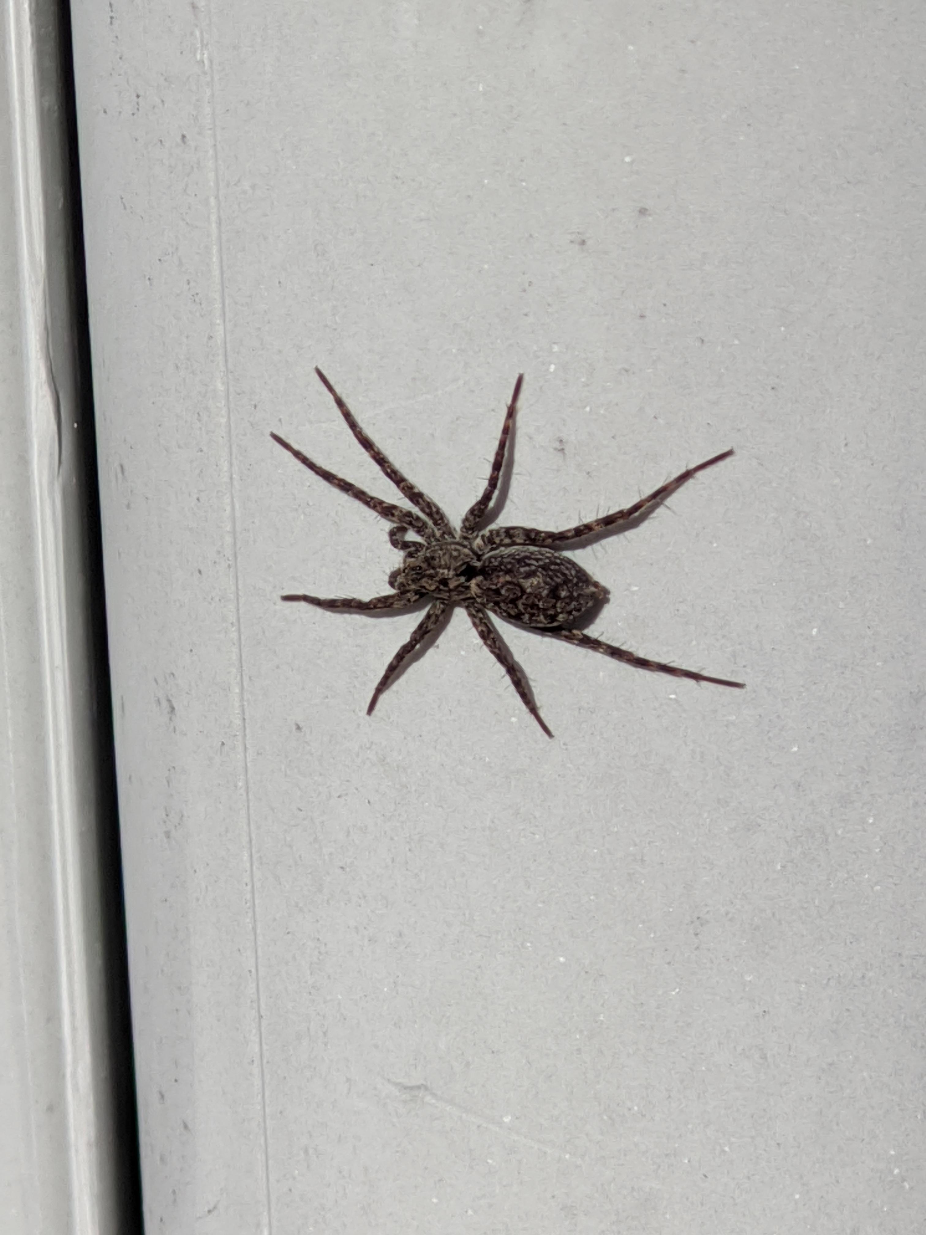 Spider in Central Maine r/whatsthisbug