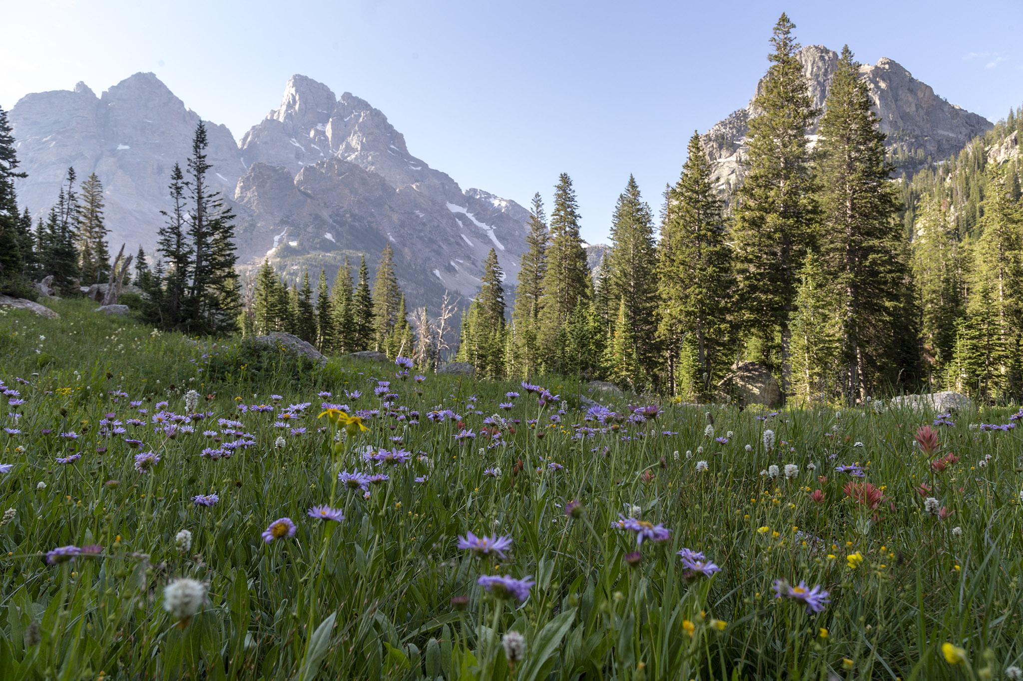 Grand Teton Towering over a Meadow of Wildflowers. Grand Teton NP