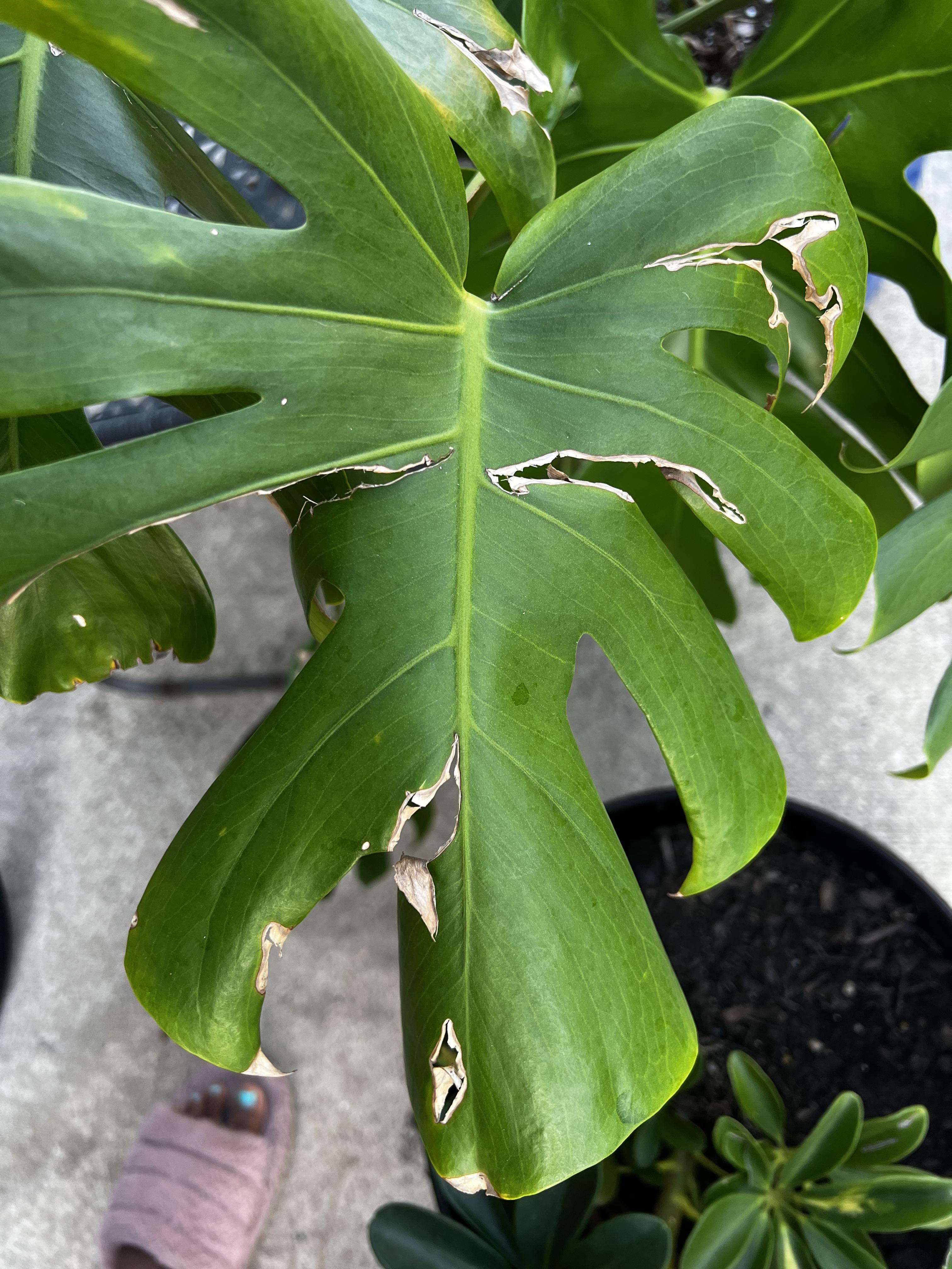My monstera finally produced enough leaves (produced 8 in the last