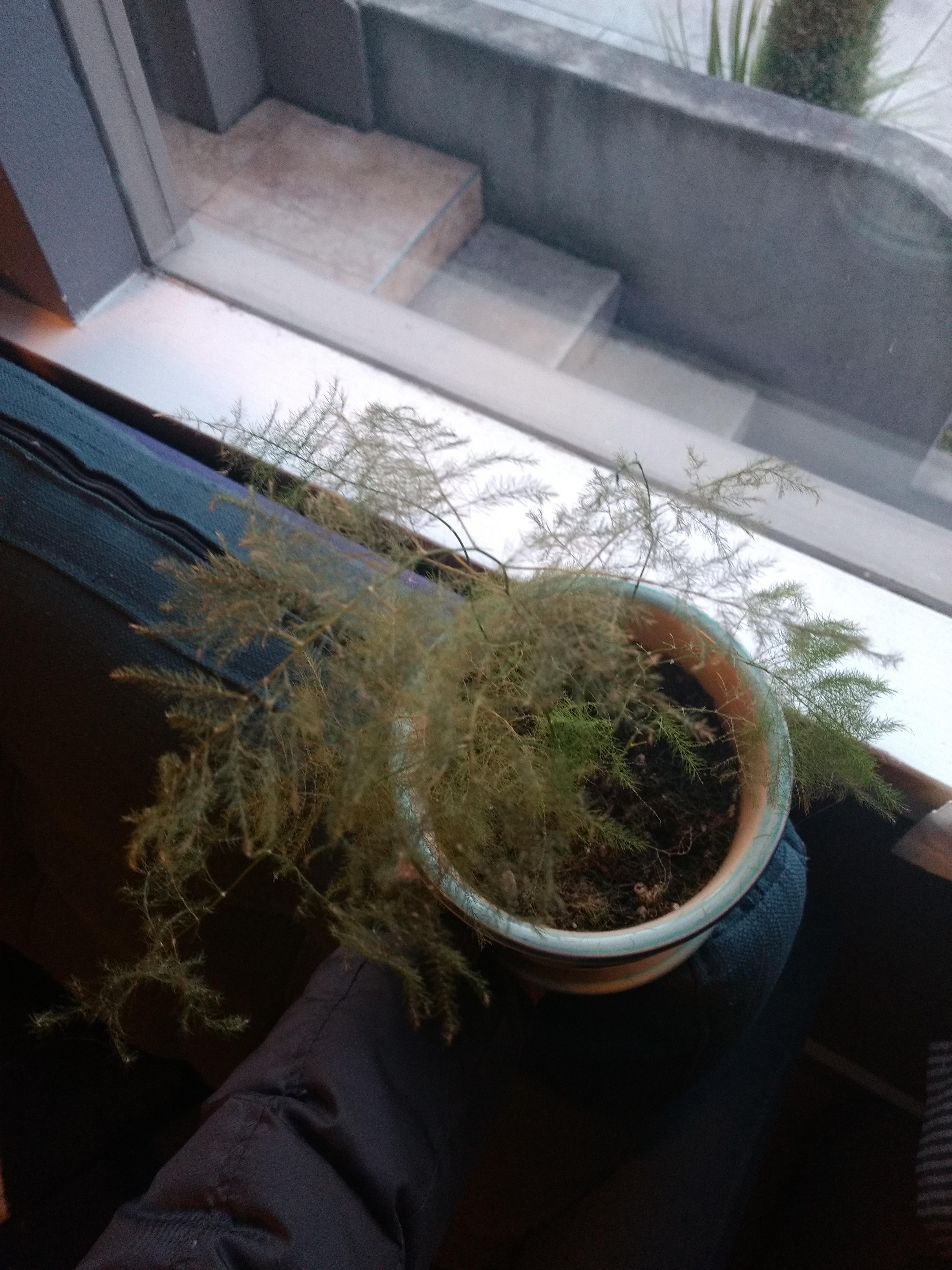 SOS, dying asparagus fern, any suggestions? I've had it for about a