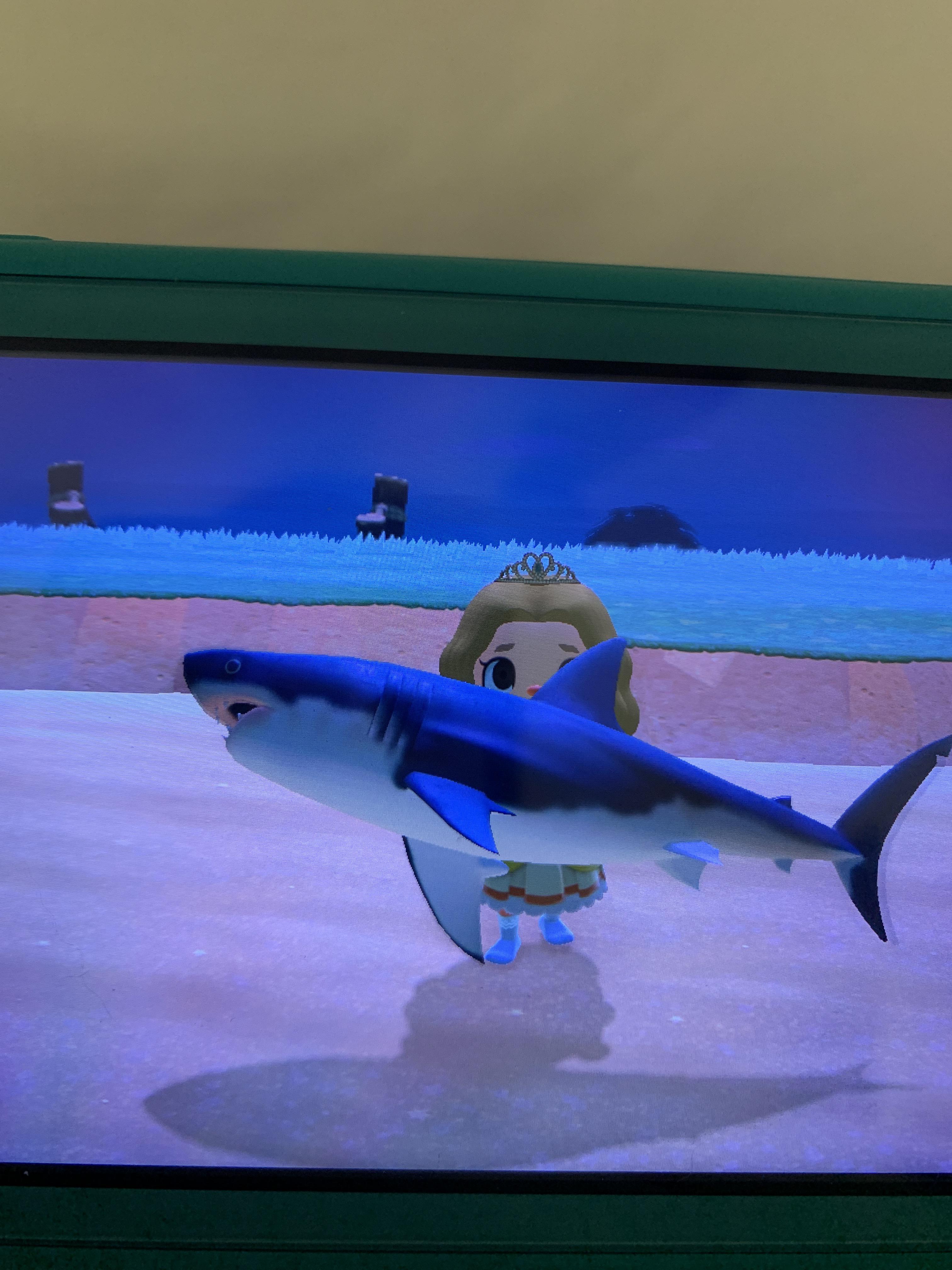 just caught a great white! my first big shark!! AnimalCrossingNewHor