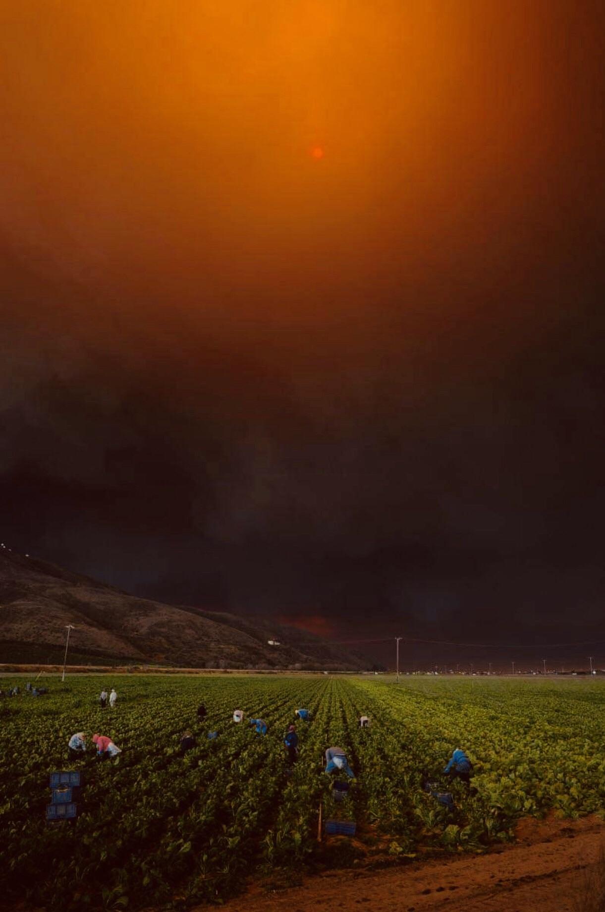 Field workers working hard in Salinas, CA. Even with this horrible air