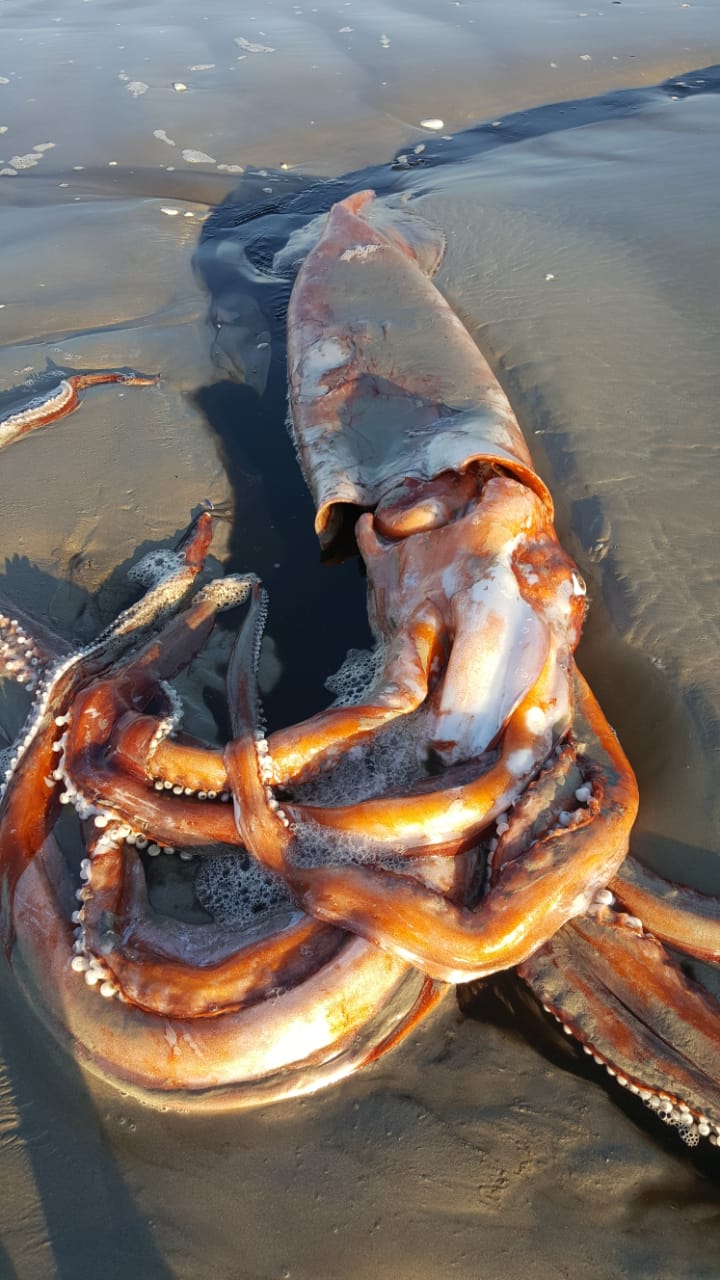 Giant Squid washed up on the South African coastline r/pics