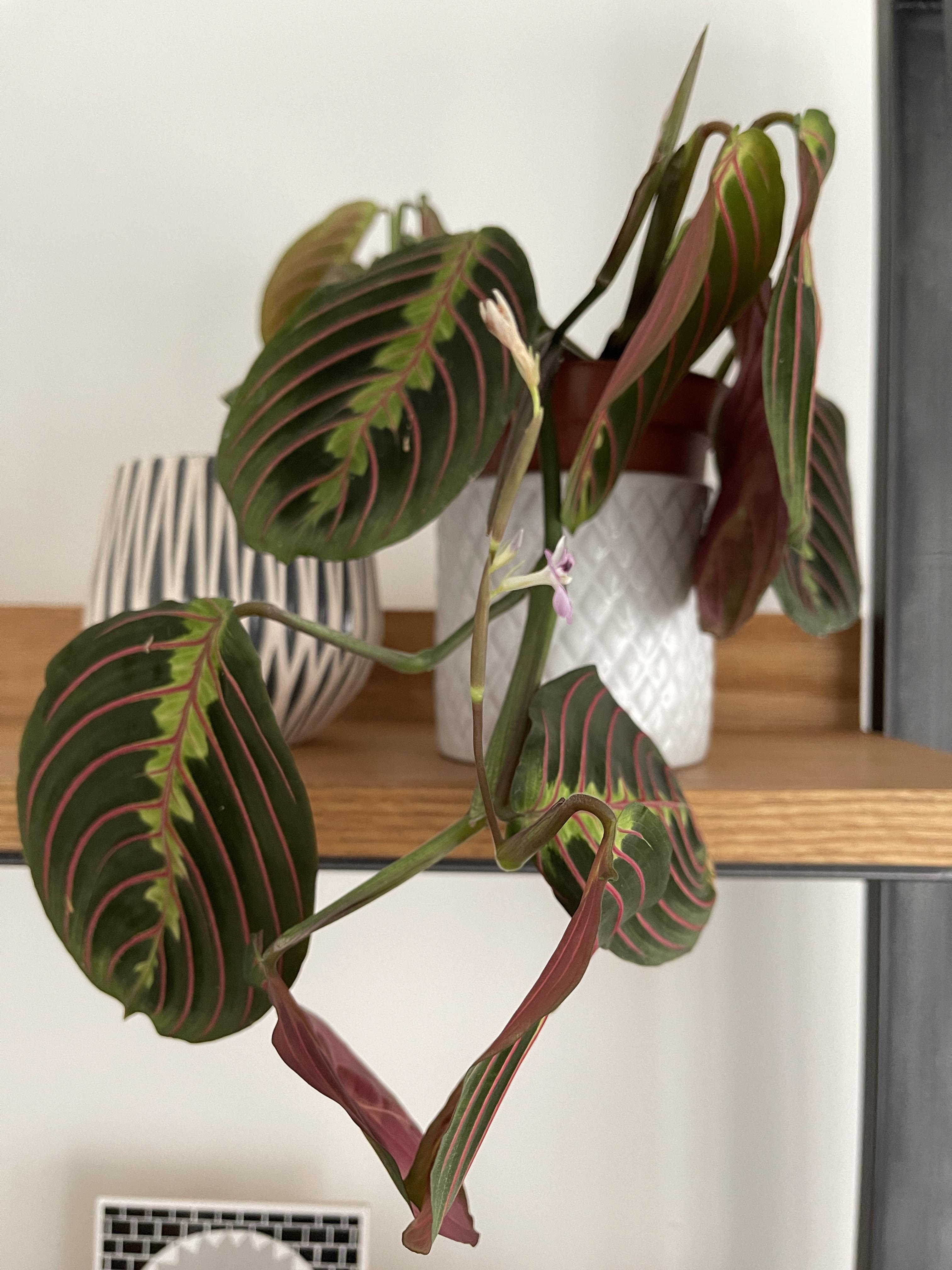 My prayer plant seems to droop all day but then comes to life in the