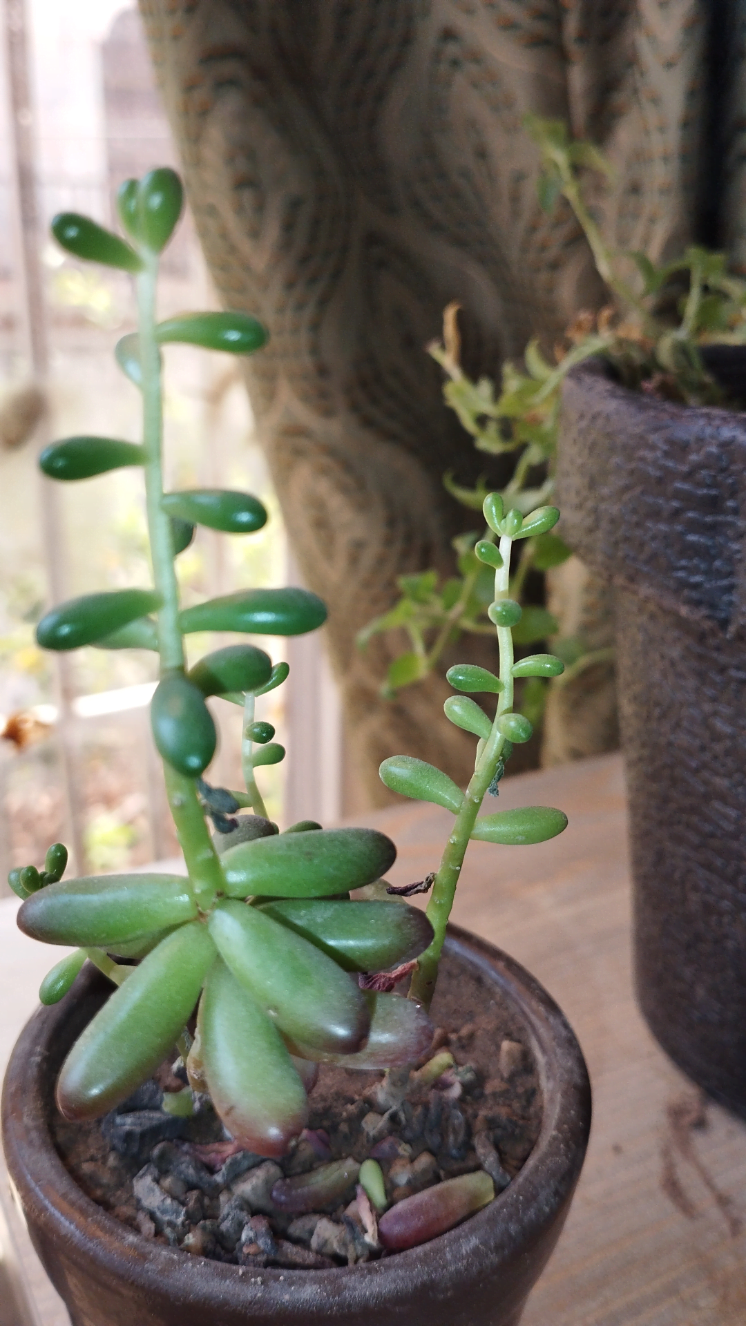 Jelly bean plant is dying 🥺🥺🥺 r/plantclinic