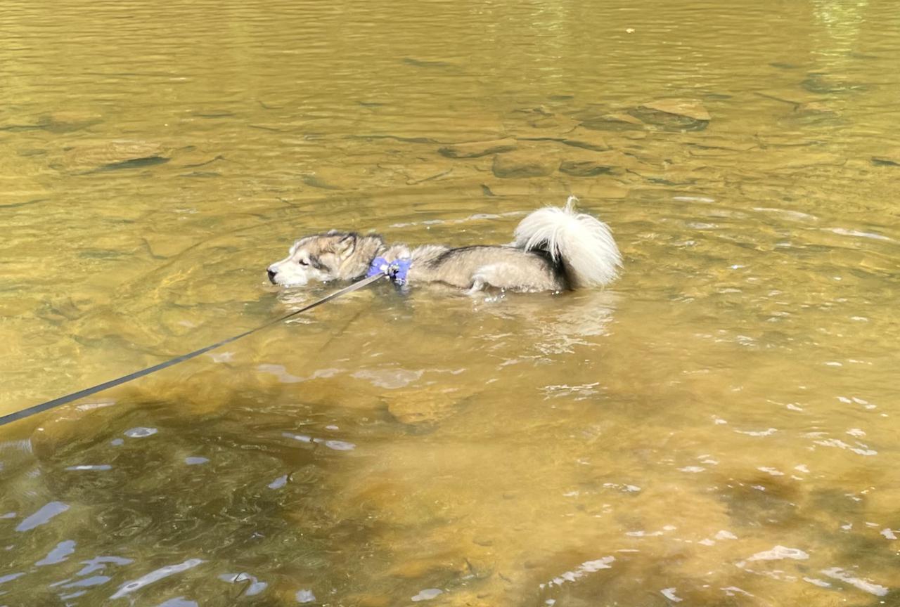 Shedding Guard Hairs? malamute