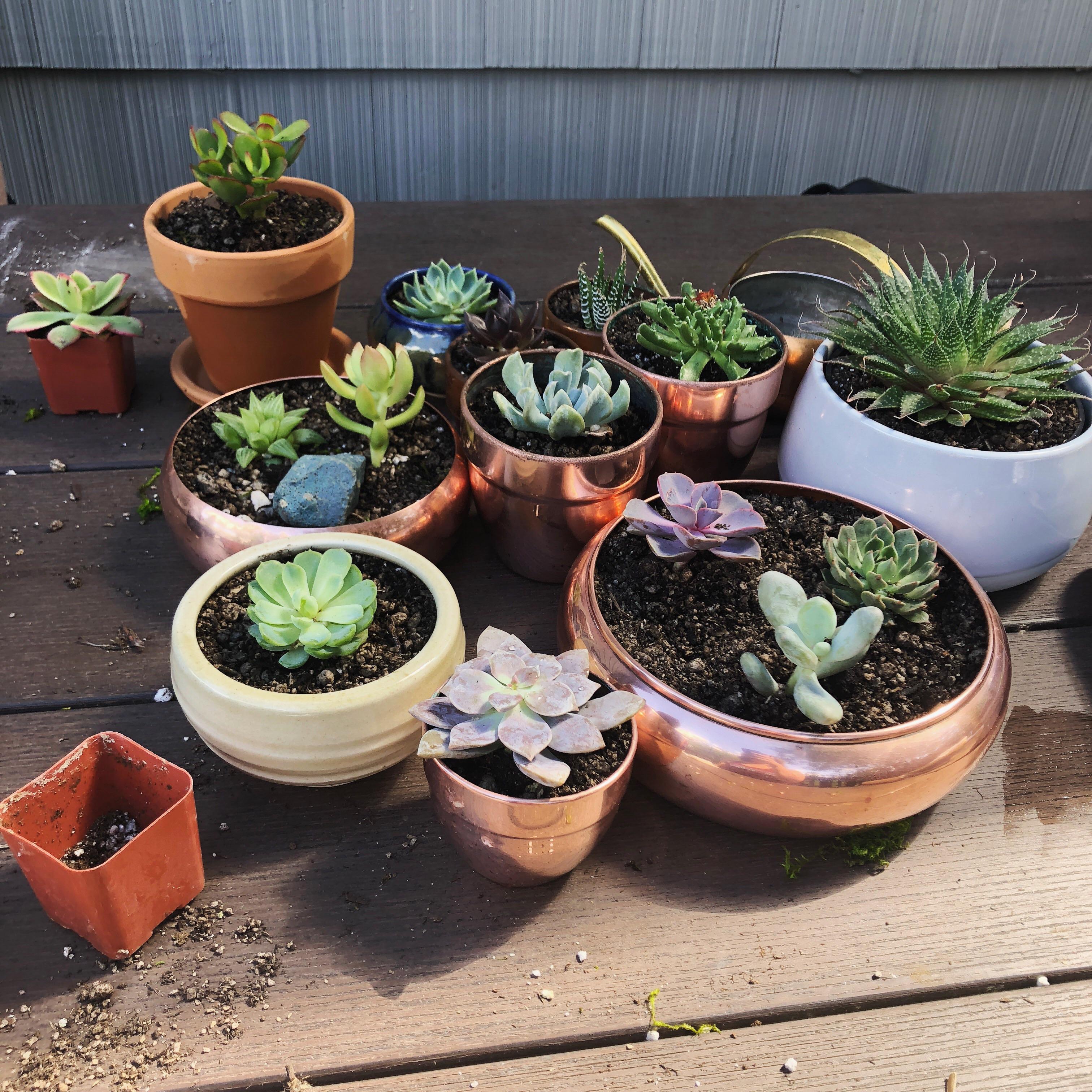 Replanted my Amazon Treasure Truck haul yesterday! r/succulents