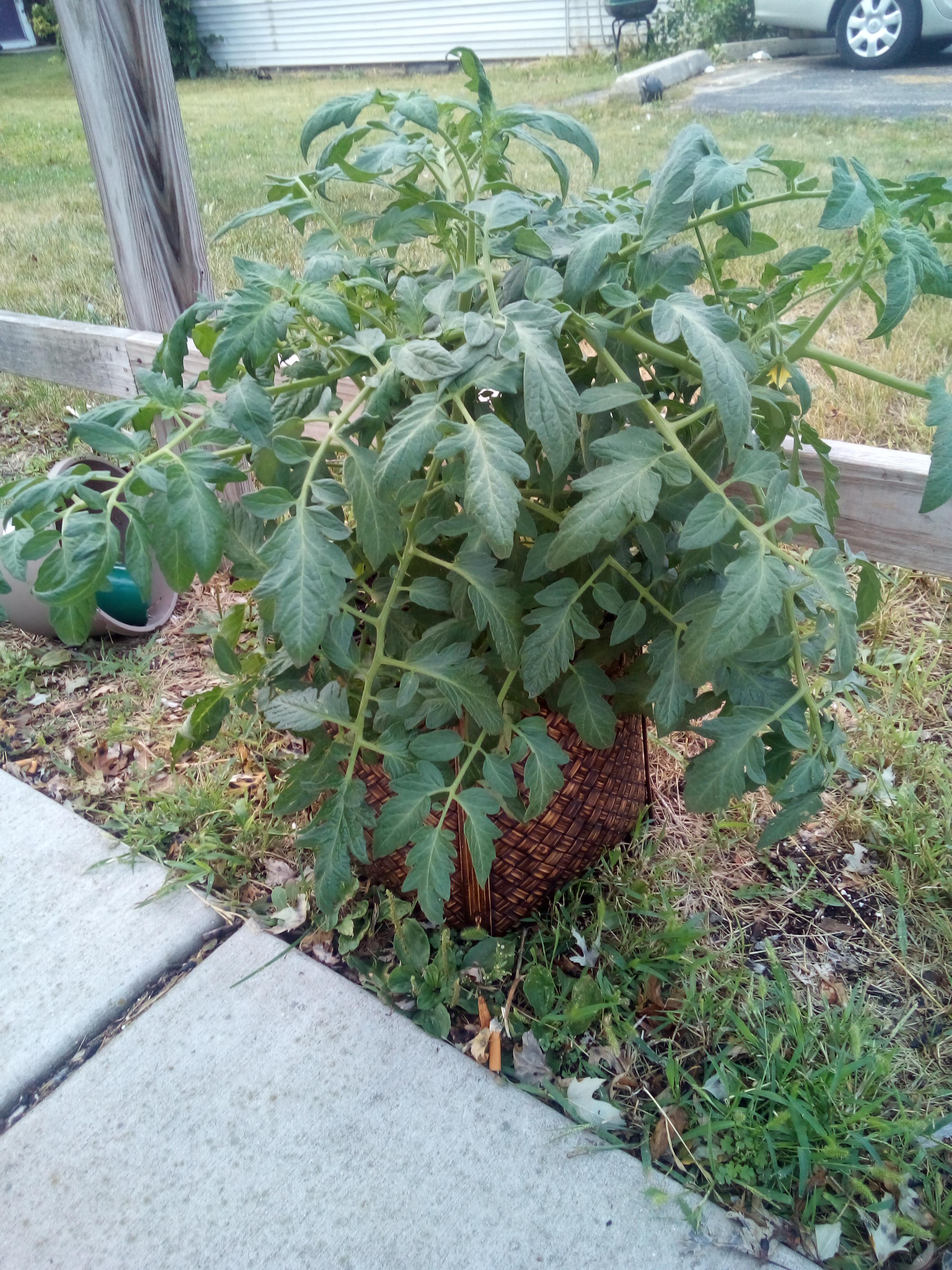 Do I need to prune my tomato plant? This is my first try and I don't