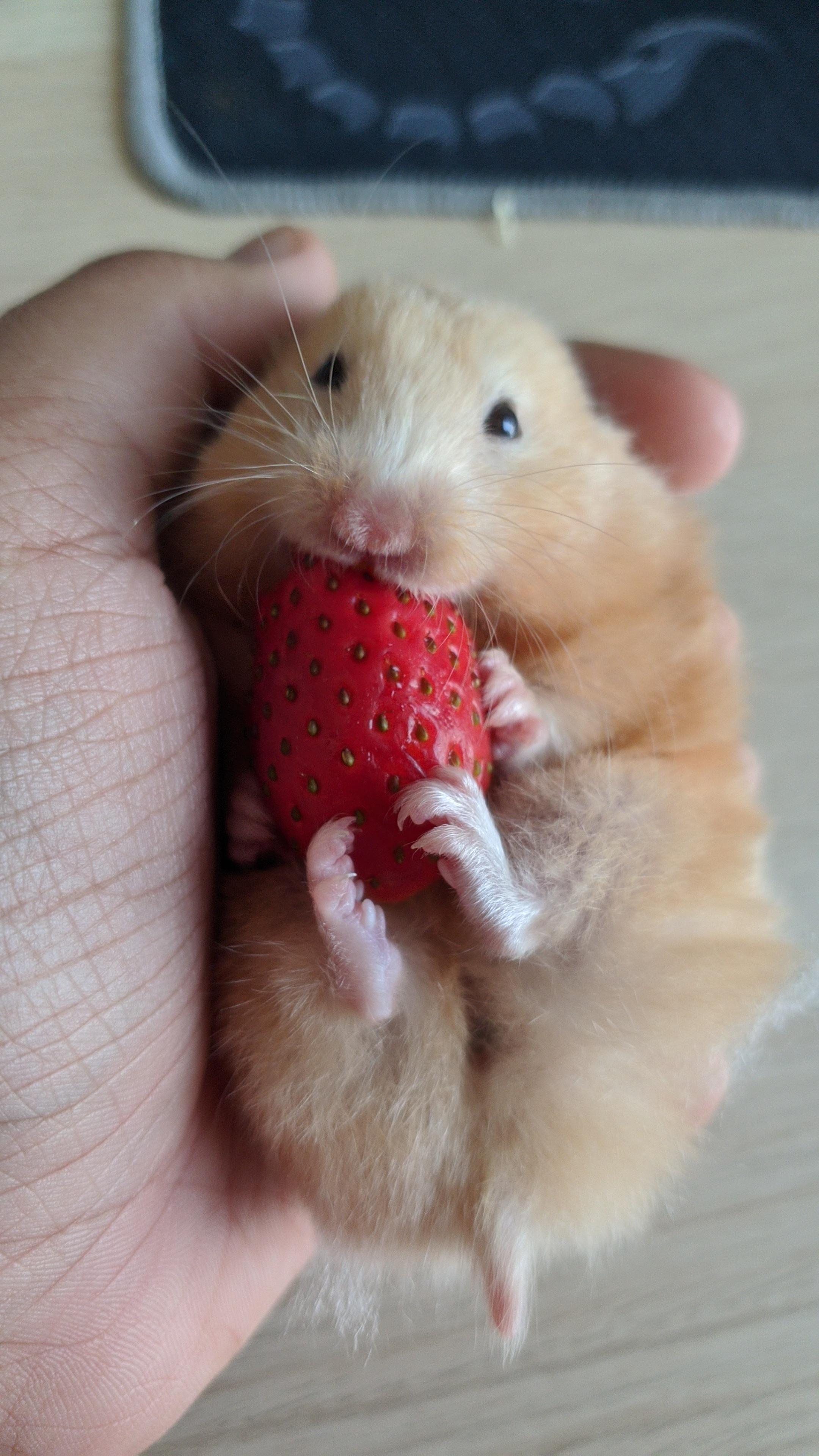 Twix likes strawberries r/hamsters