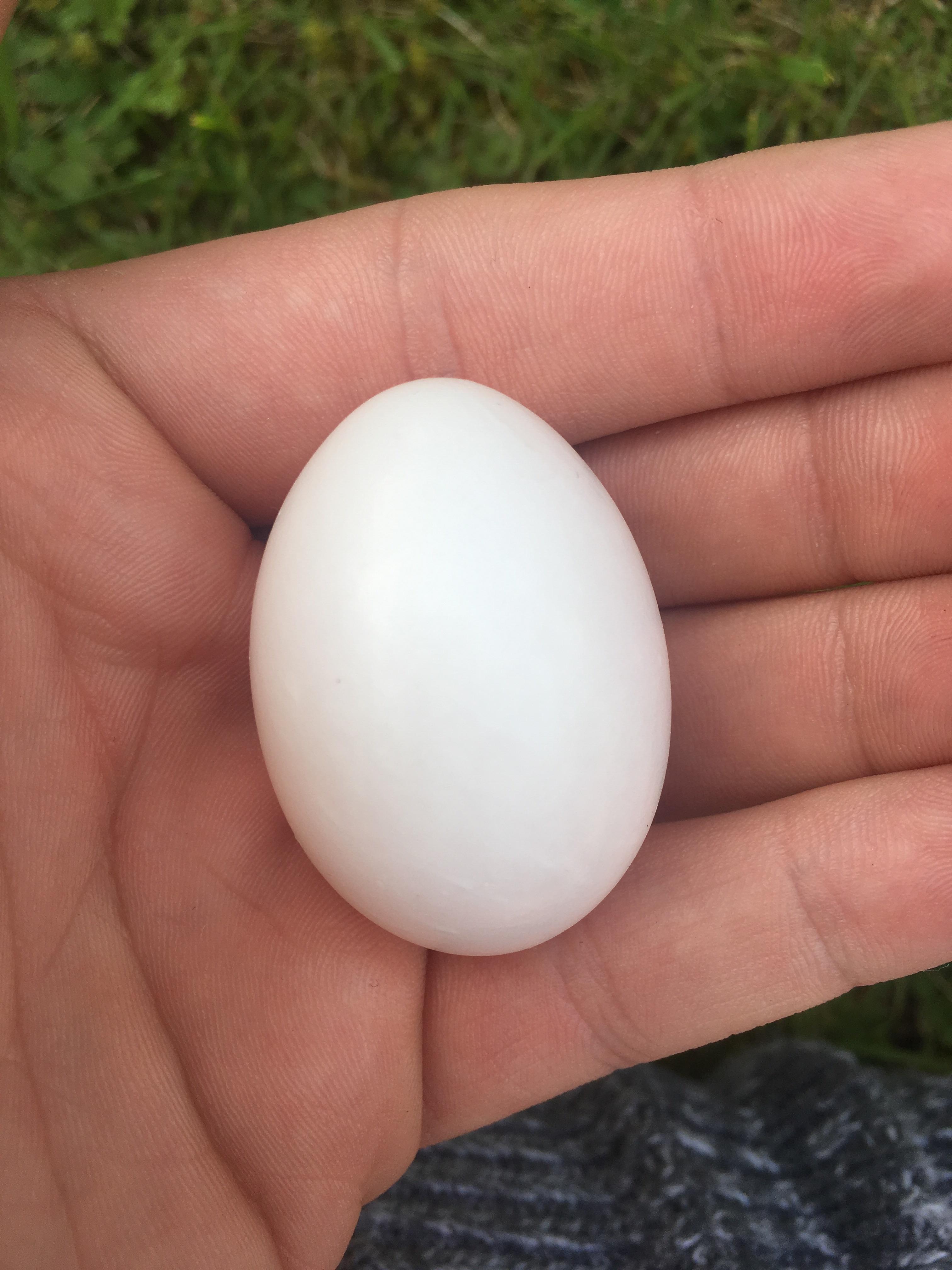 Found this in Scotland, anybody know what it is or of its even a bird