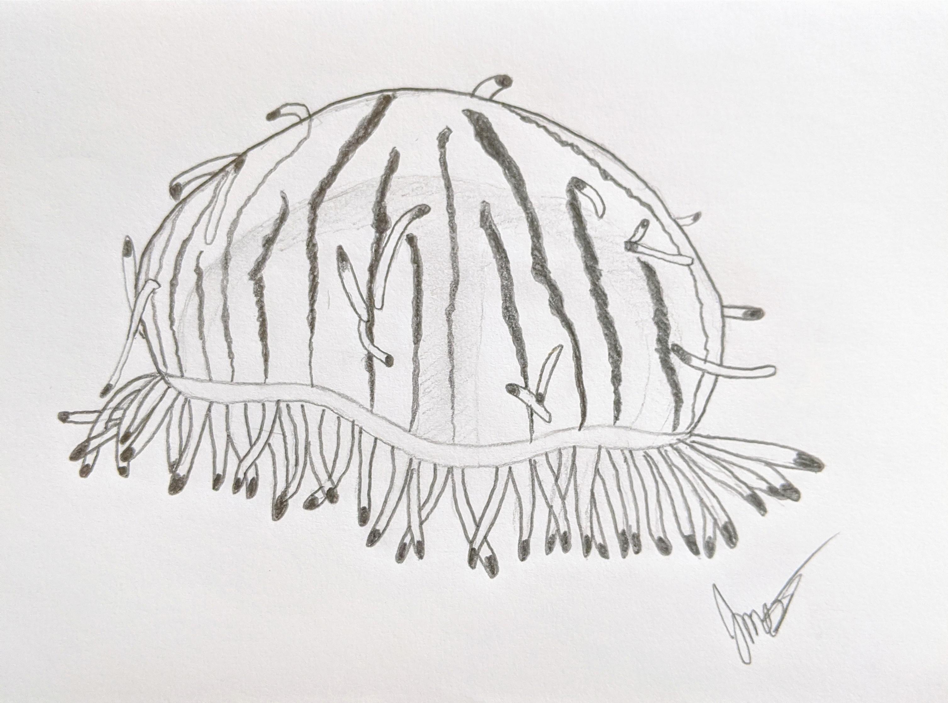 Flower Hat Jellyfish