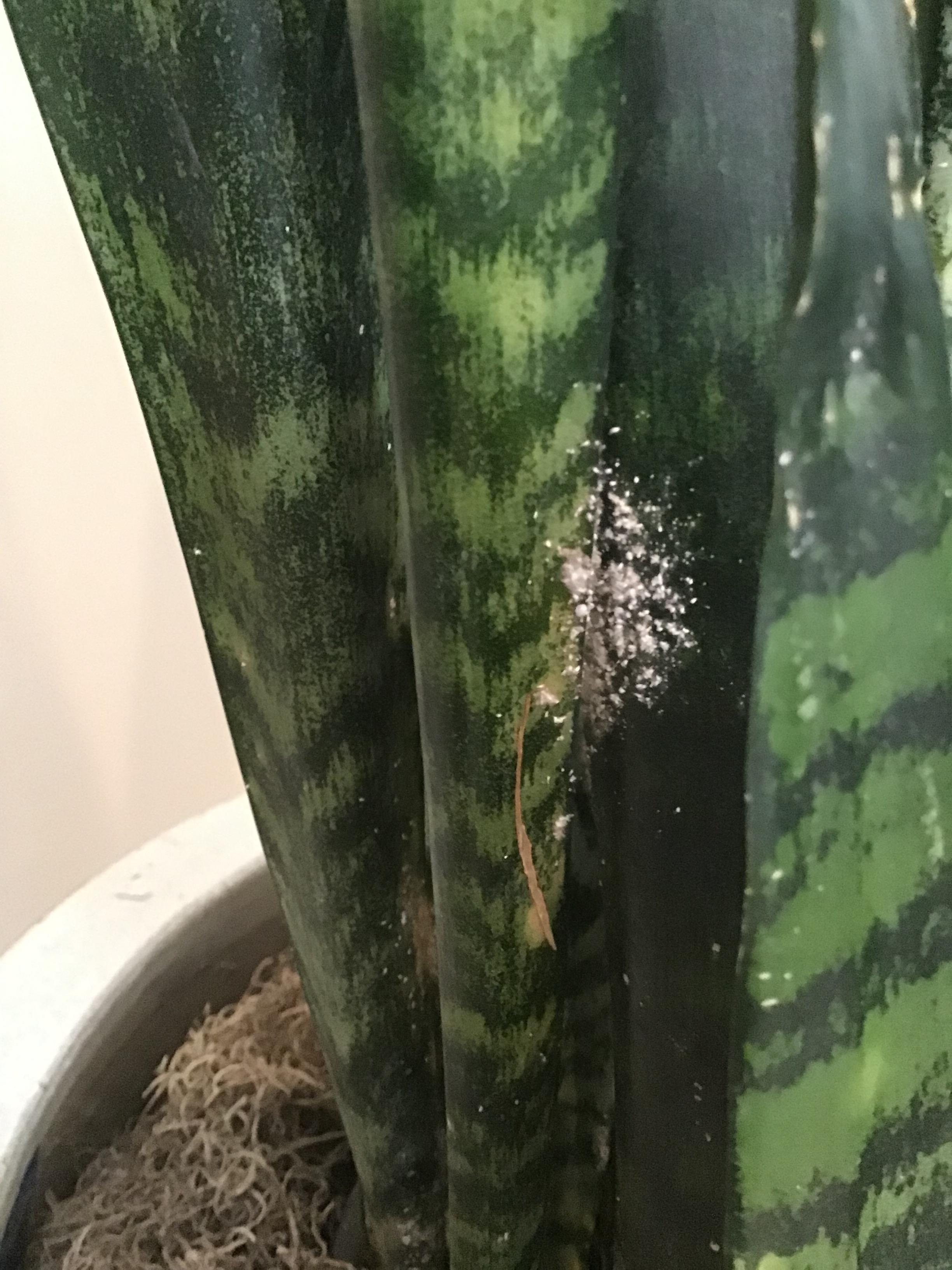 What’s this on my moms (likely overwatered) snake plant? Fungus? Is