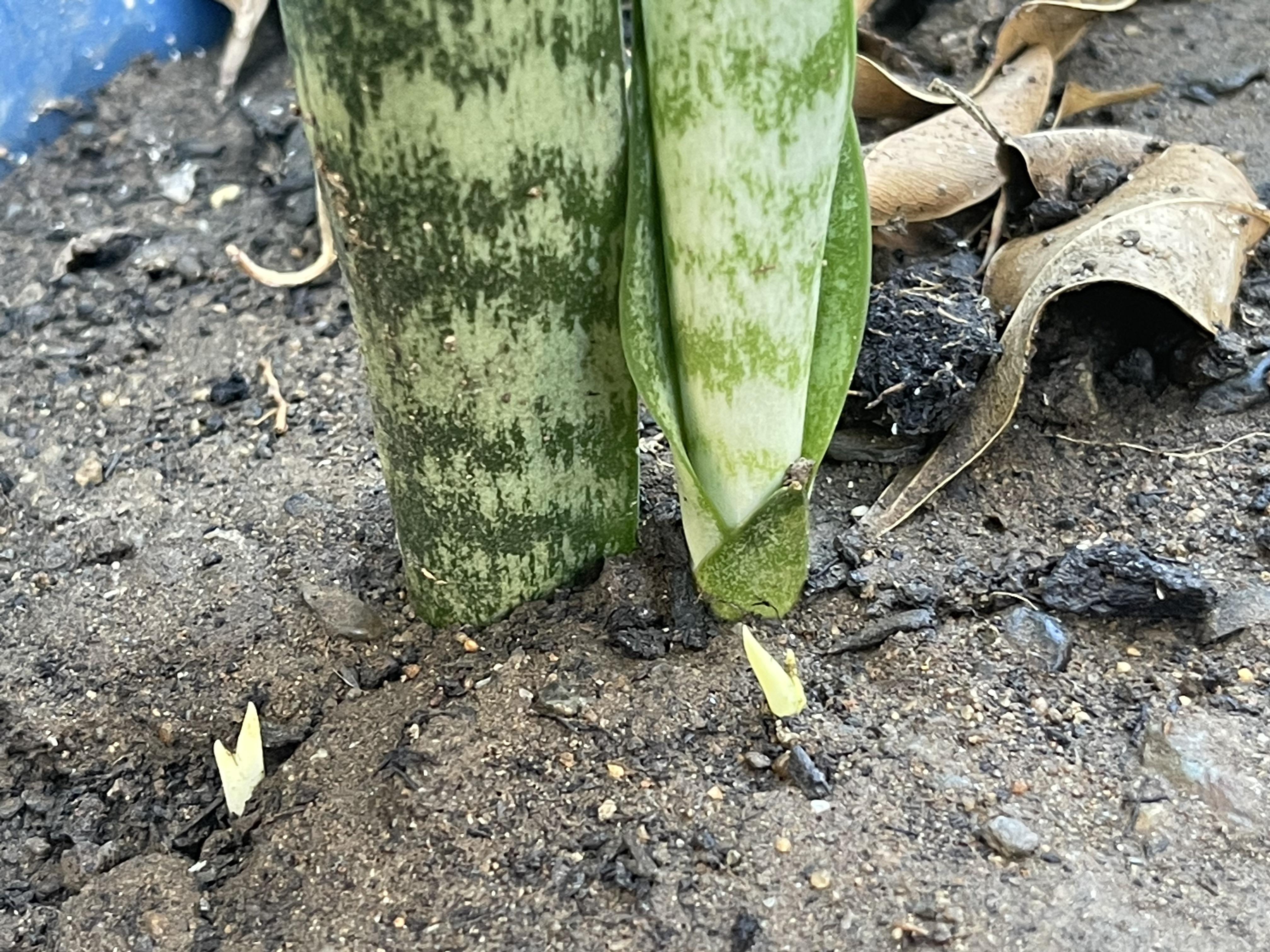 Just checked on my friends plant from this post ( https//www.reddit