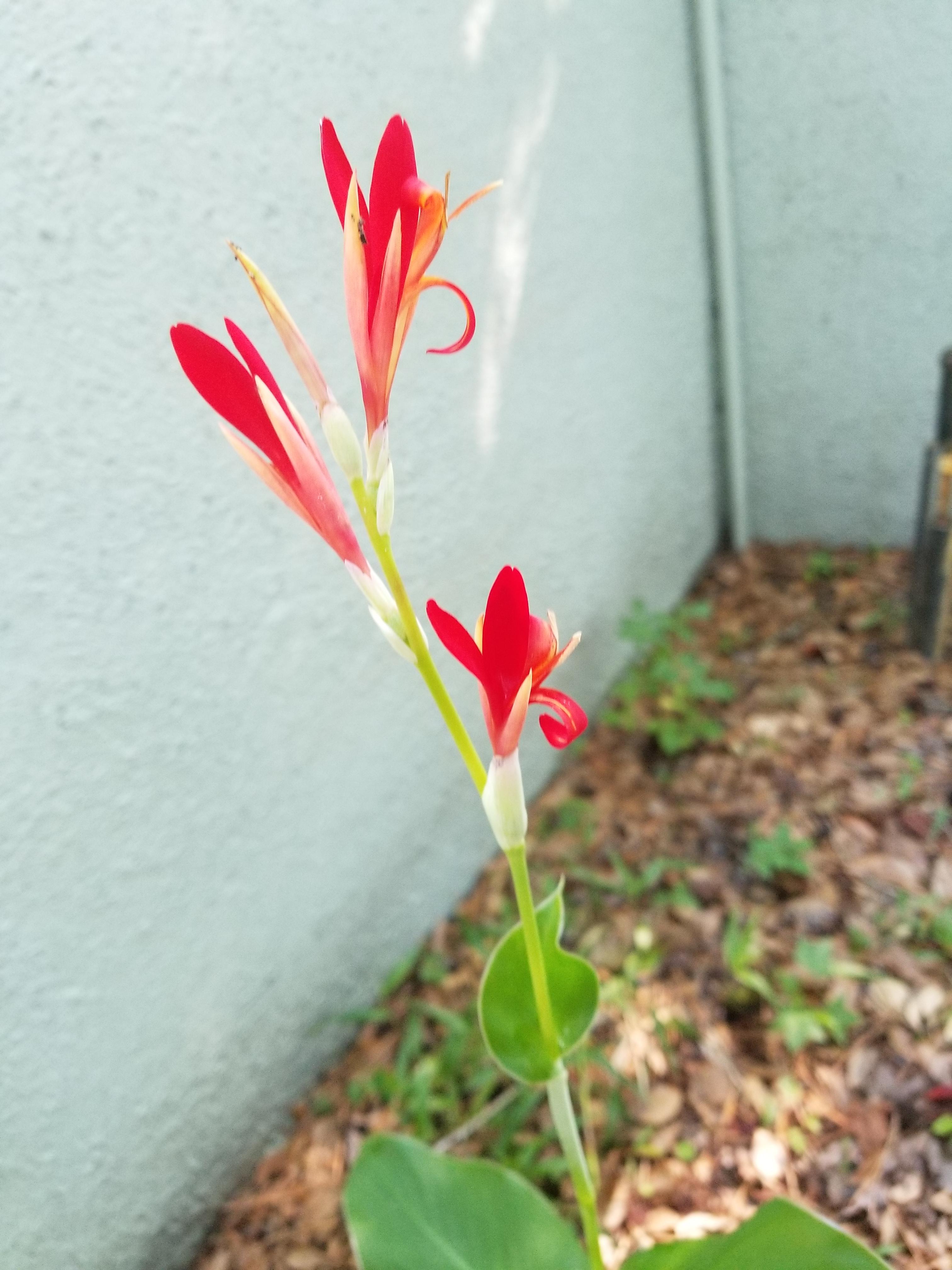 What is this tall beautiful flower in Jacksonville Florida?! r