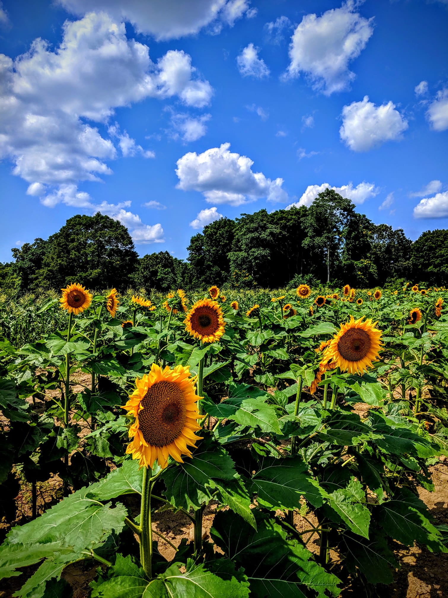 [TTM] Sunflowers in CT r/flowers