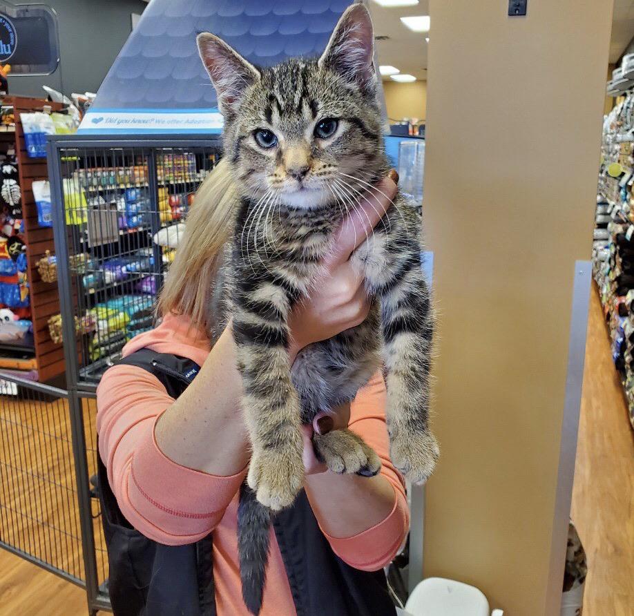 Meet Radish, 2/1/2 months old Taabby from aarcs. Meet him at Pet Valu