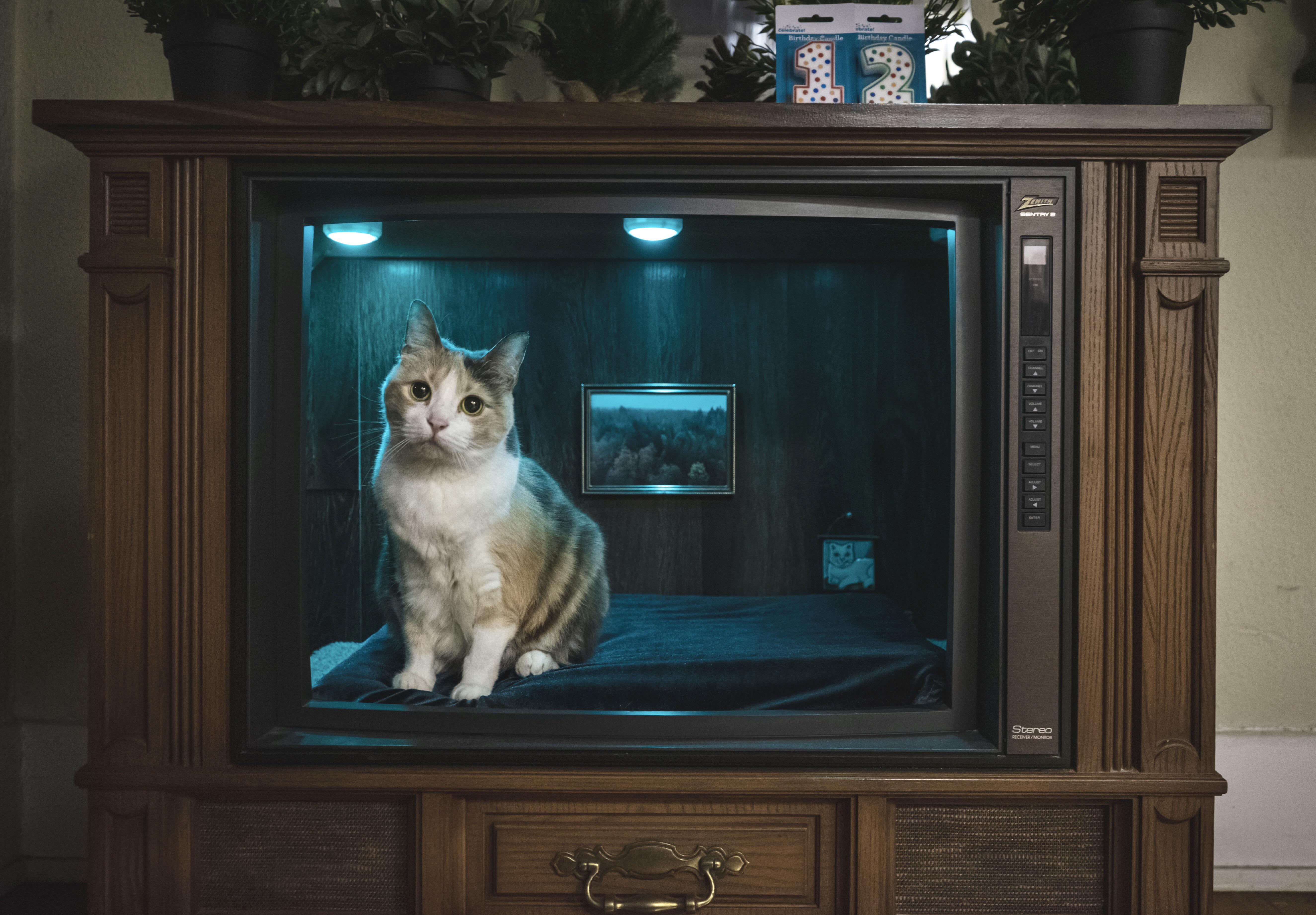 An old TV repurposed into a cat bed for my cat’s birthday. r