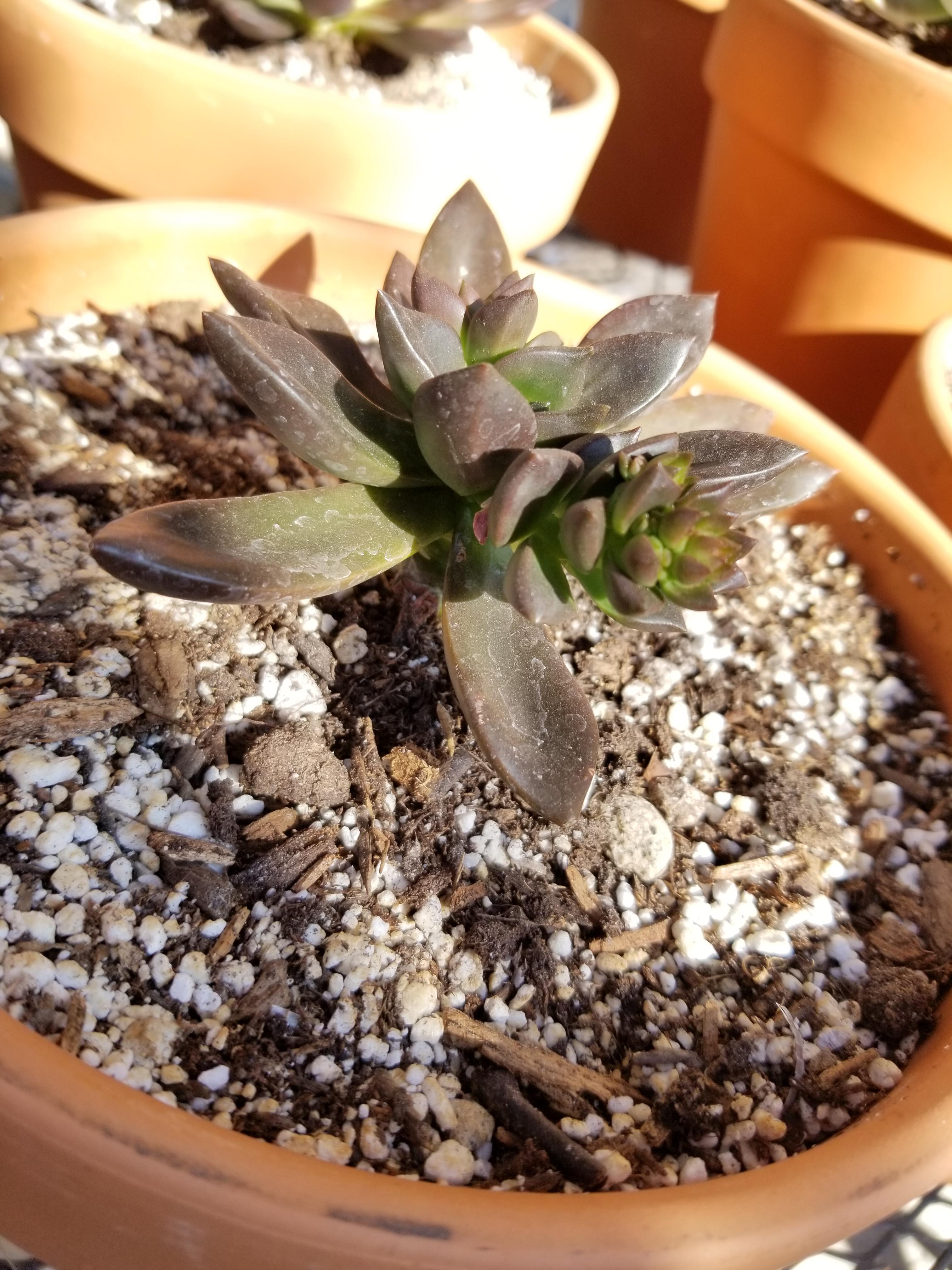 Echeveria Black Licorice bloom progress! He's absorbed 5 leaves so far for this! Can't wait to