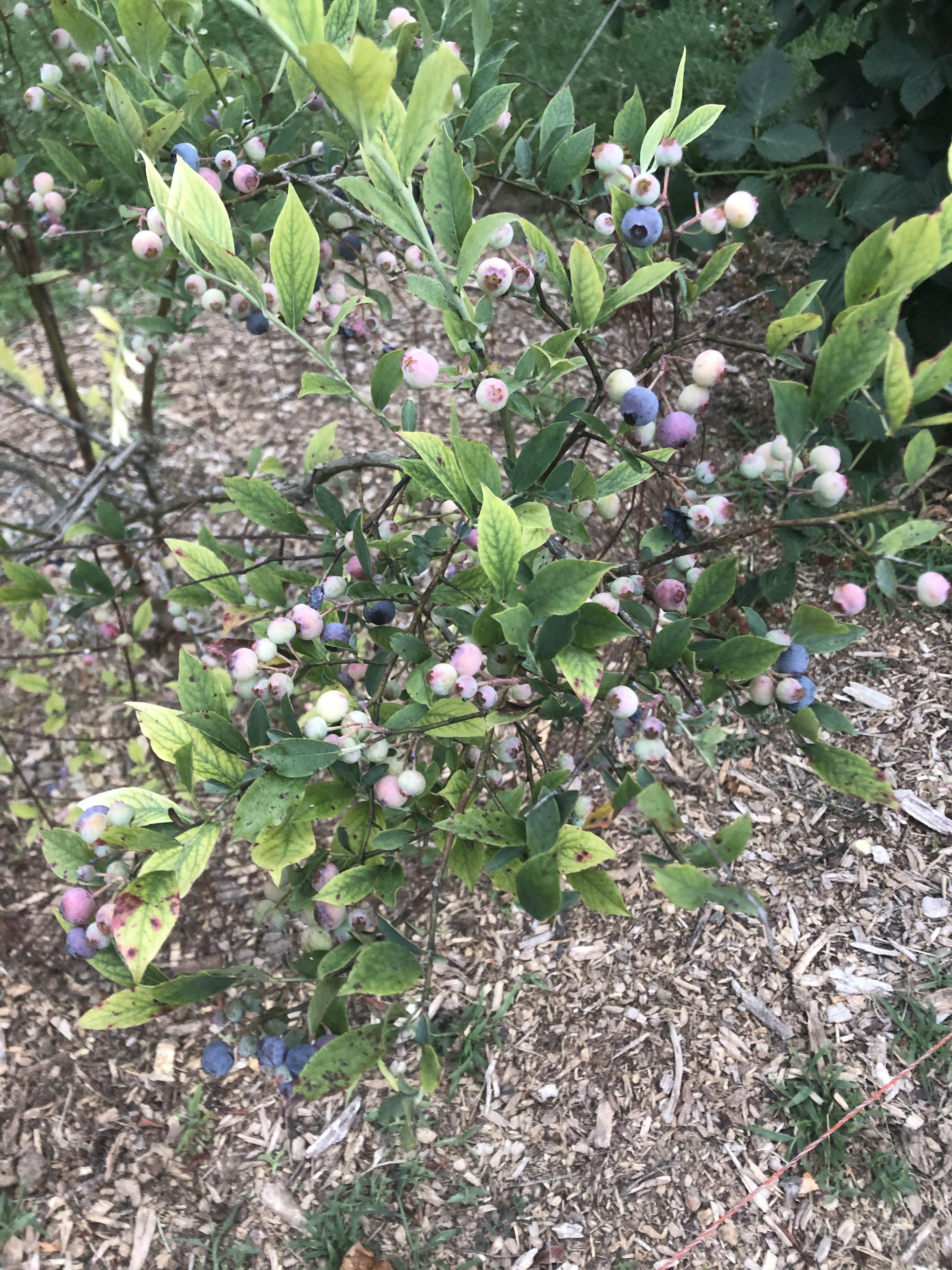 Anyone know what variety of blueberry this is? I live in a mountainous