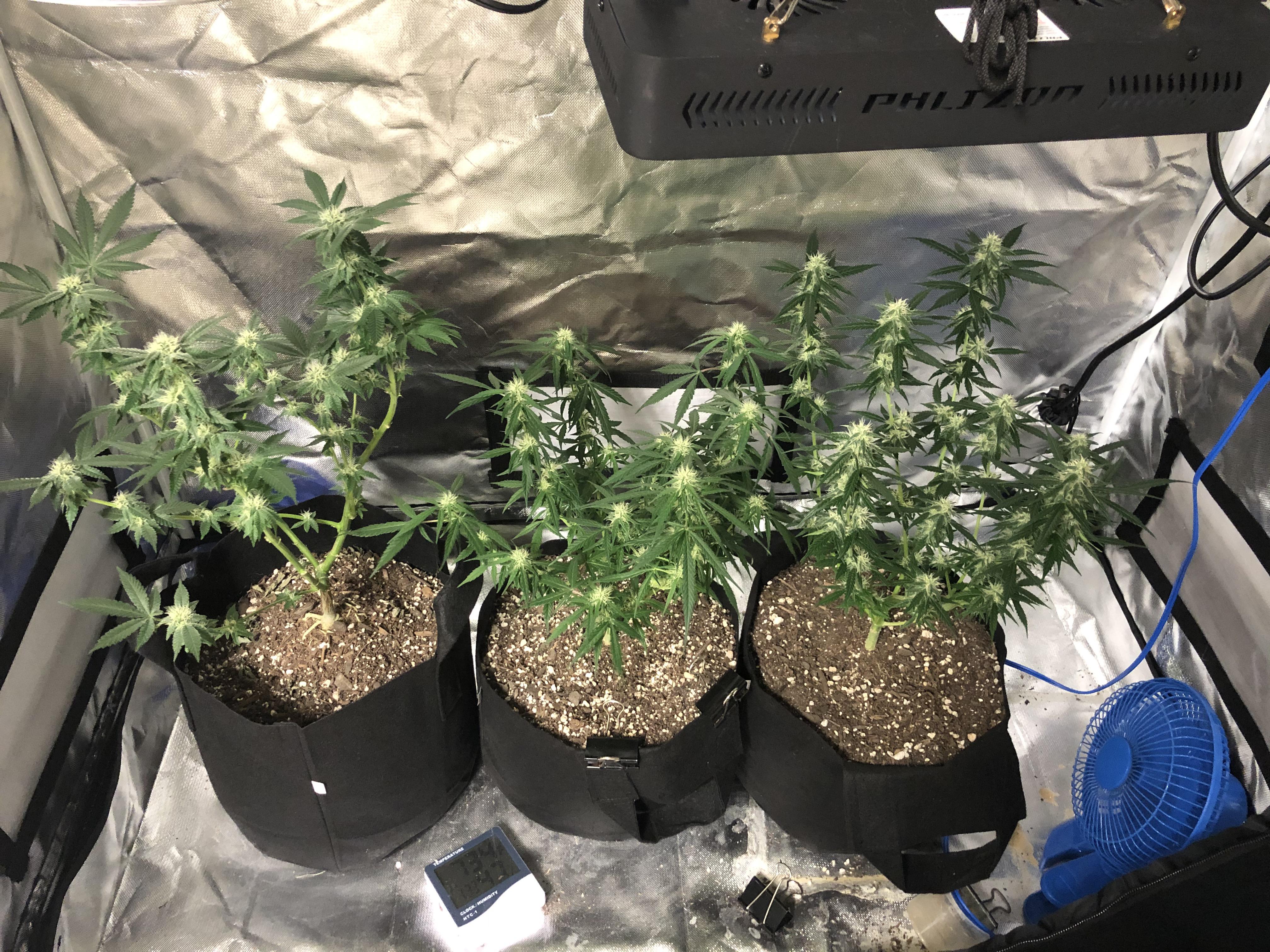 Here's my first grow about 1 month into flower. Thanks for all the help