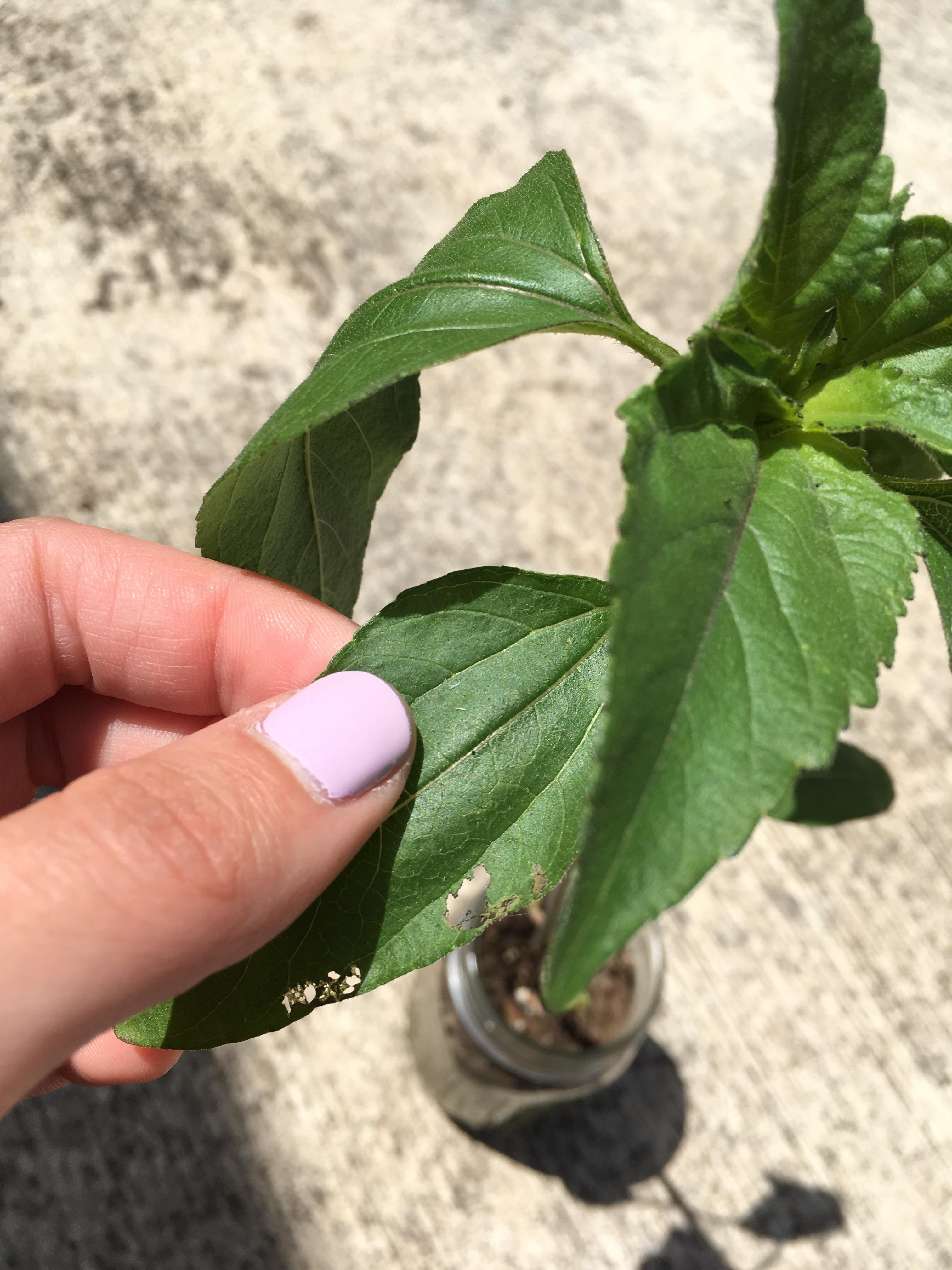 Please help!! What is eating my last homegrown sunflower? (( r