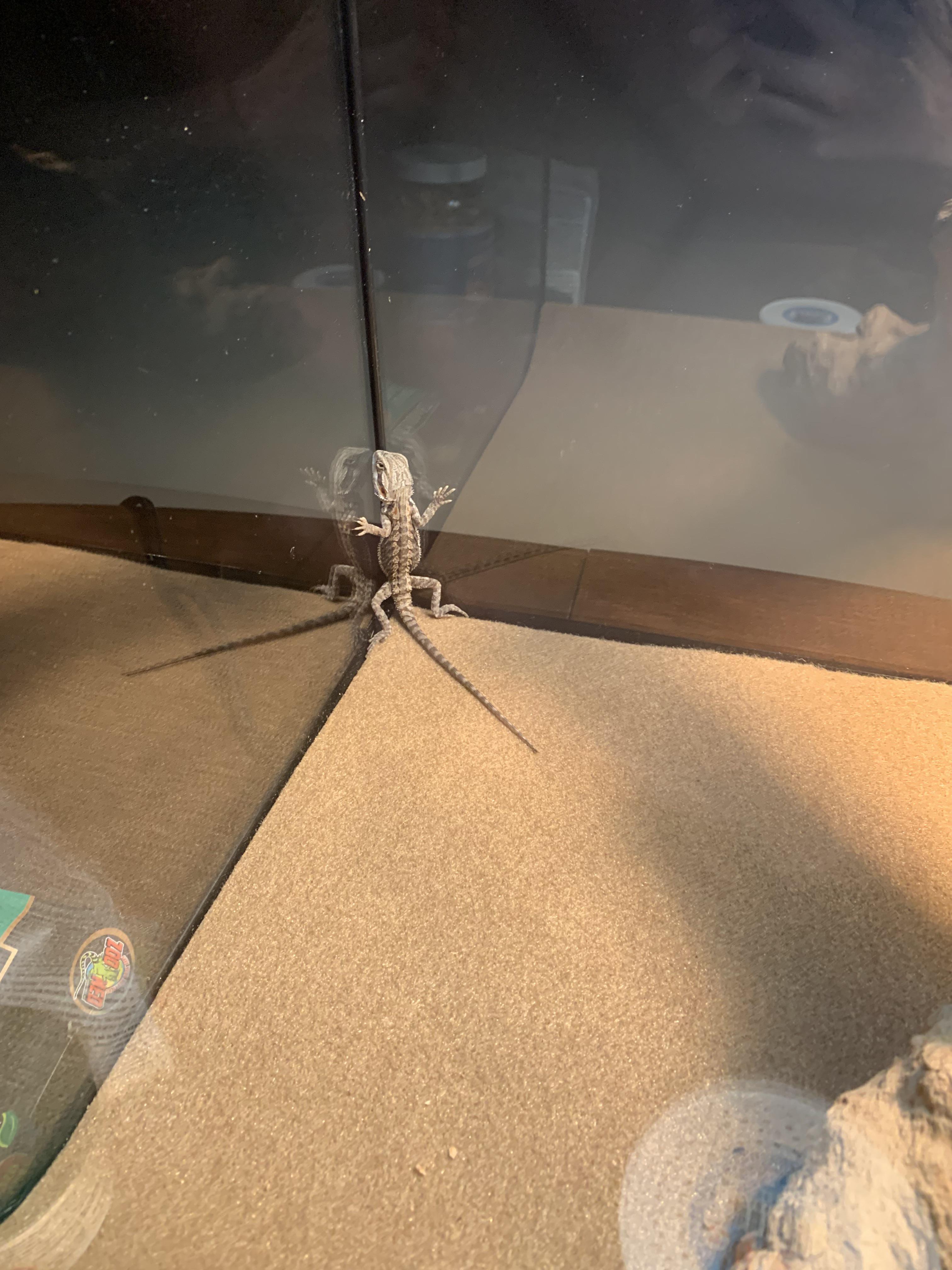 So I got a bearded dragon today and I am just wondering, is this normal