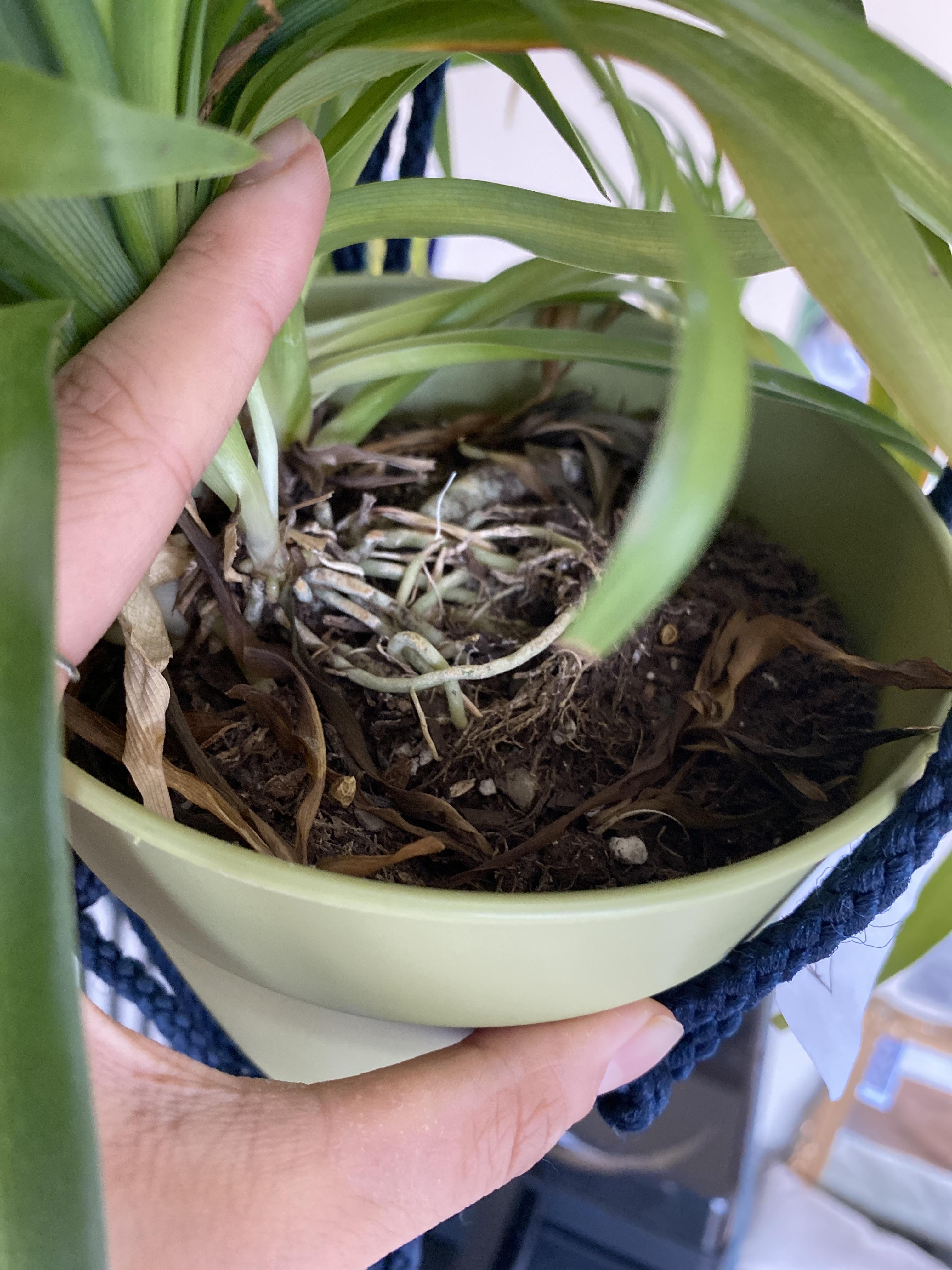 Do you think my spider plant needs to be repotted? When I first got it