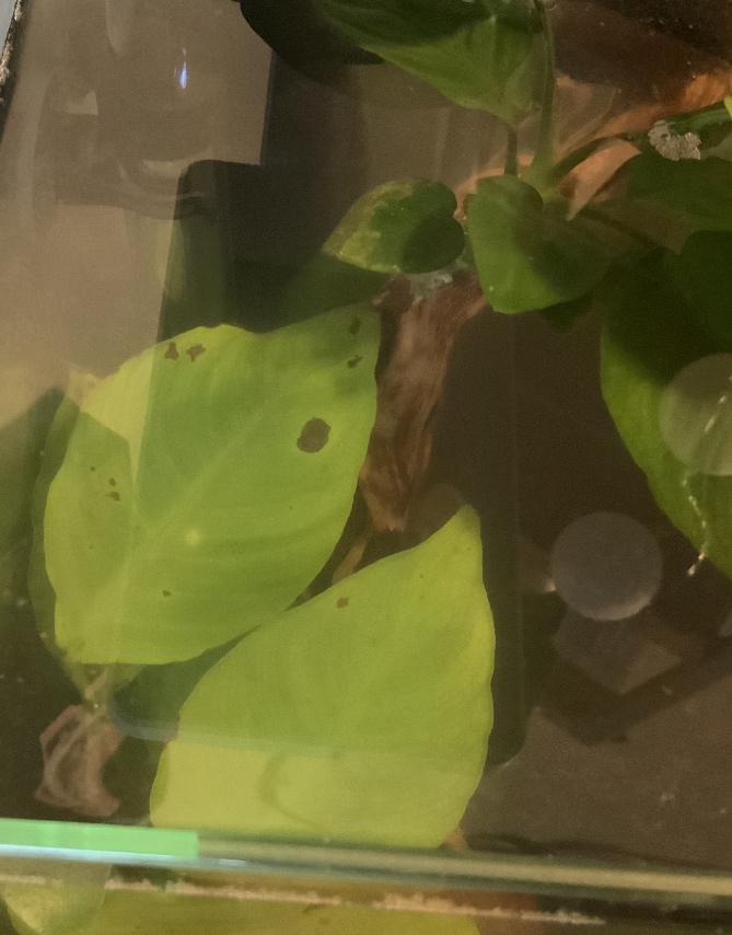 Why the pale leaves and brown spots/melting on all my anubias (barteri