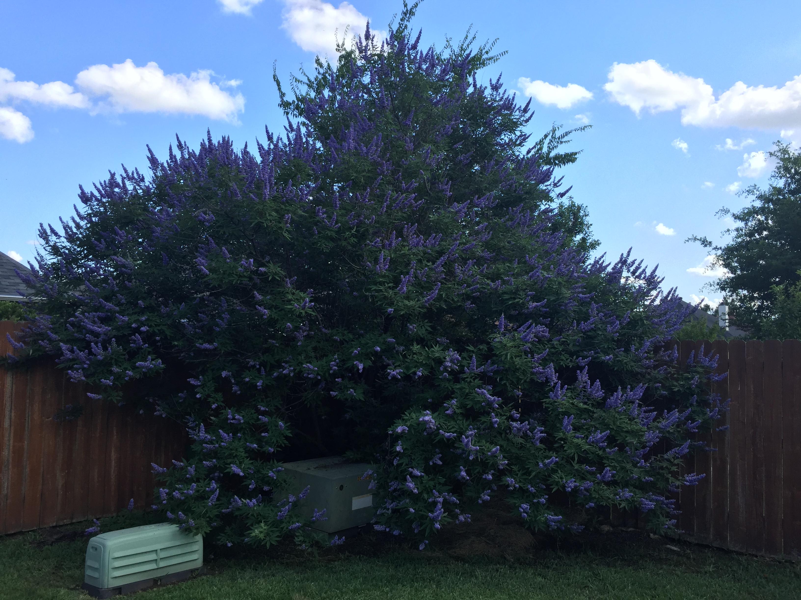It only blooms twice a year but when it does it shows off! Vitex tree