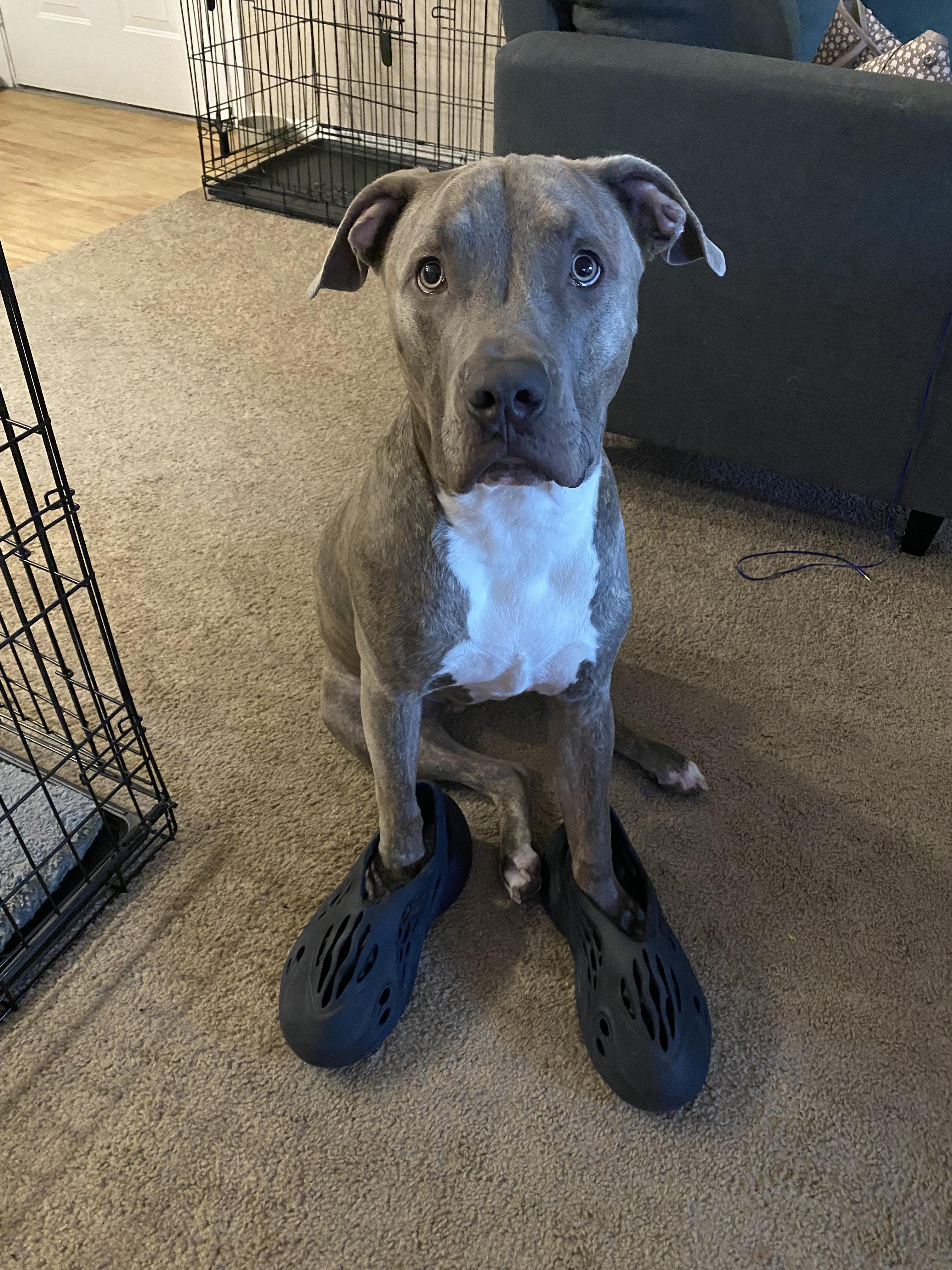 My pup thinks the foam runners are pawesome lol r/yeezys