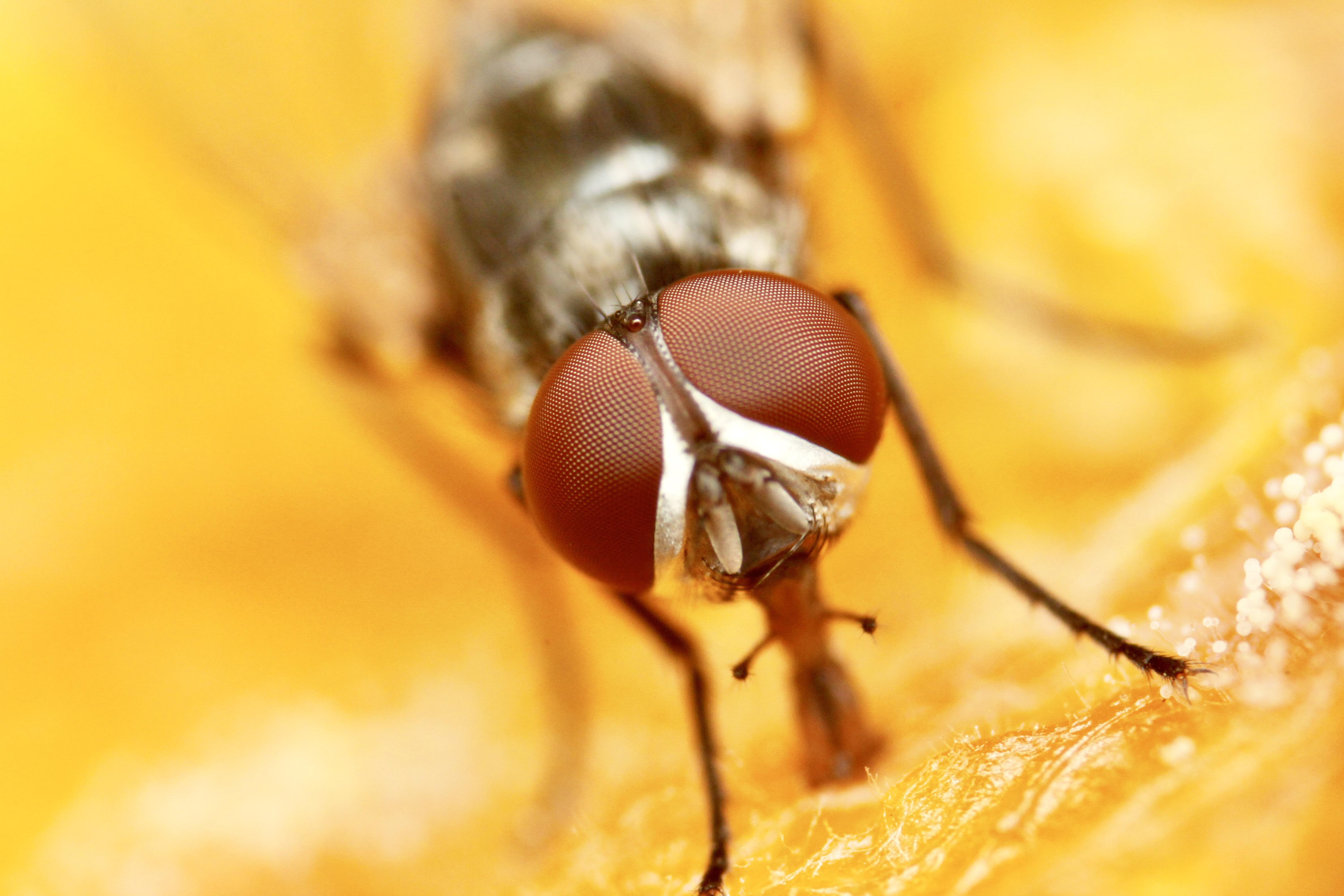 🔥 house fly sucking on a dry mango 🔥 r/NatureIsFuckingLit