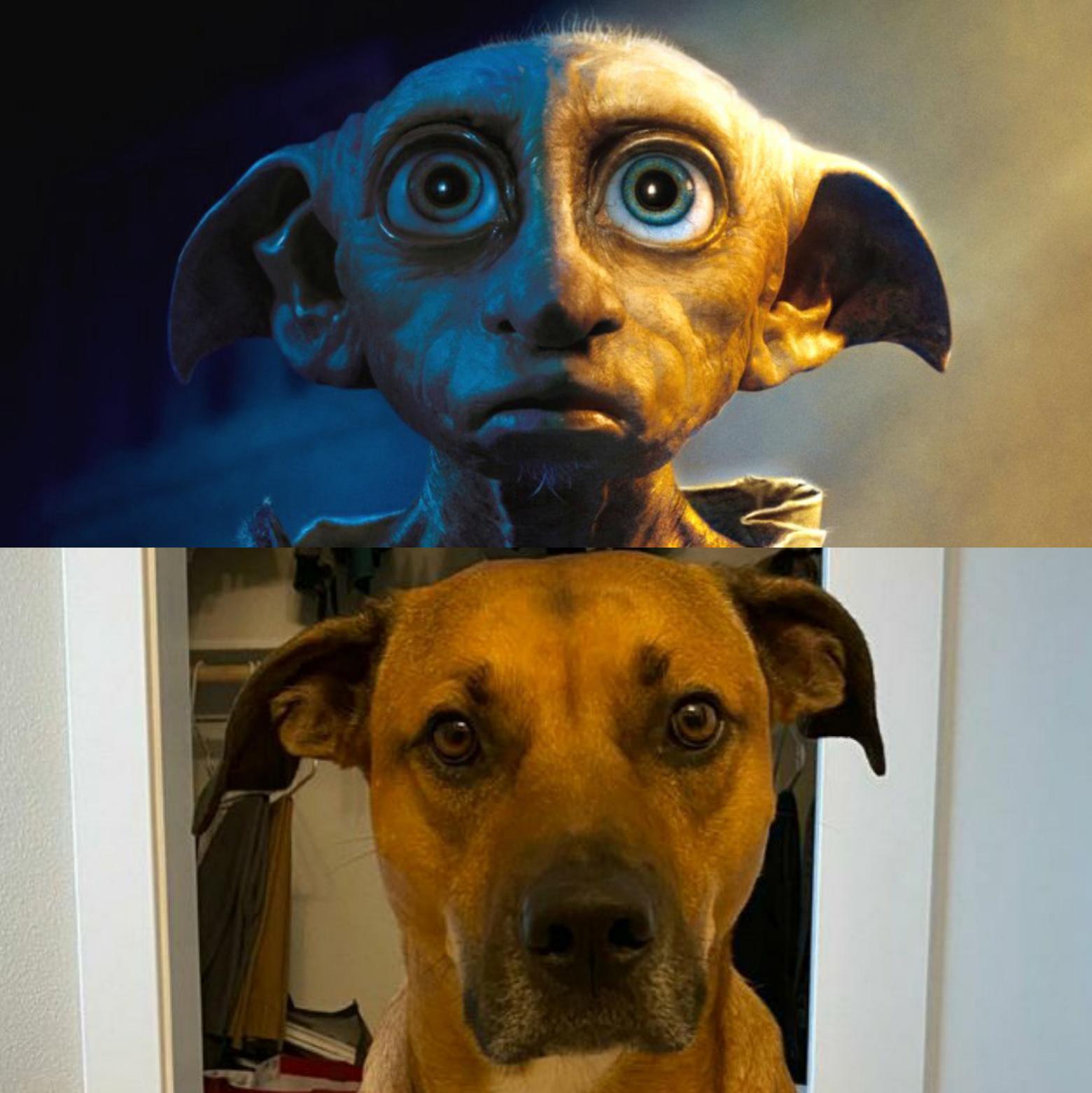 My dog's got Dobby ears r/rarepuppers