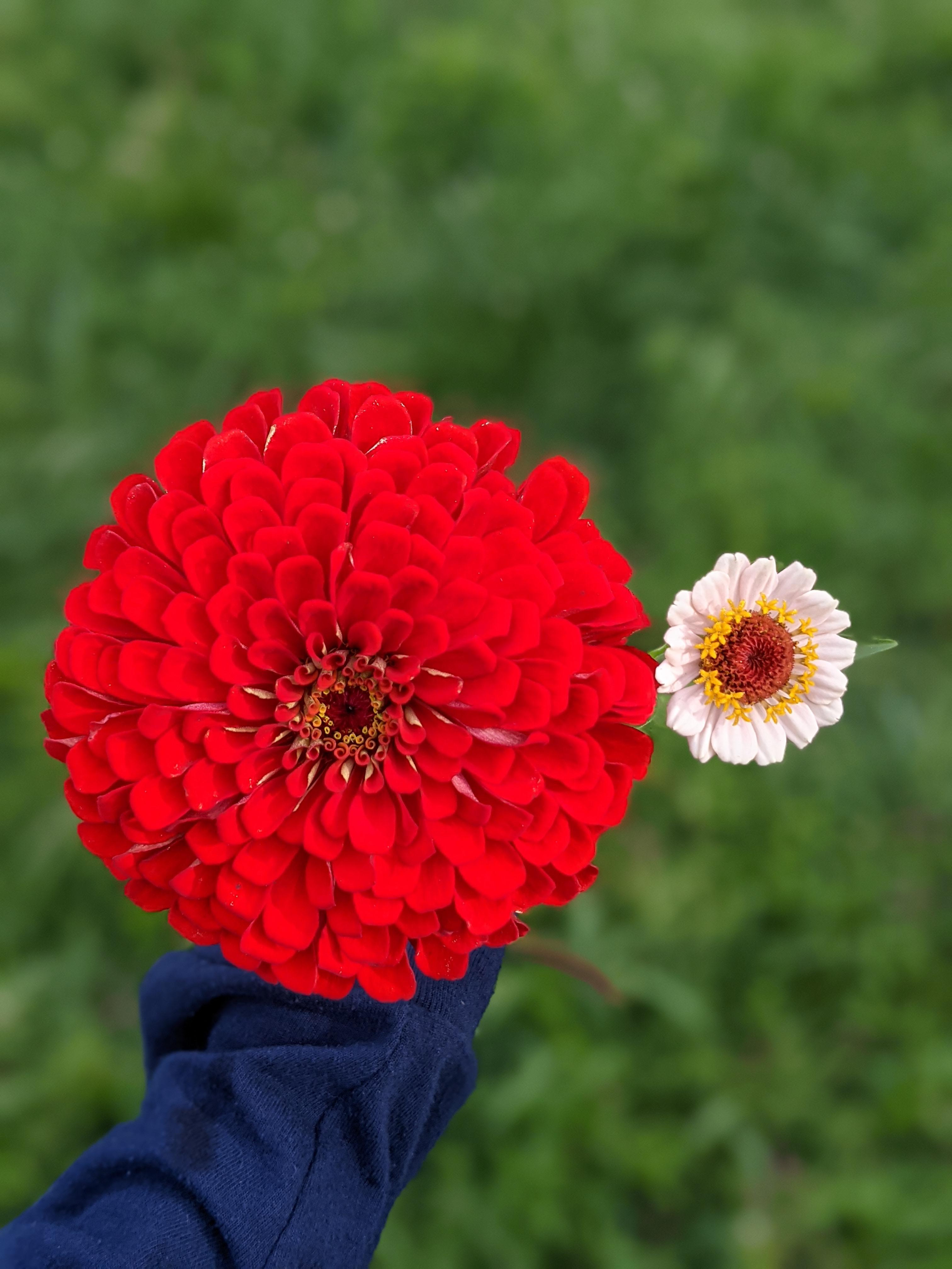 Size comparison Bernarys Giant & Florets Little Flower Girl zinnias