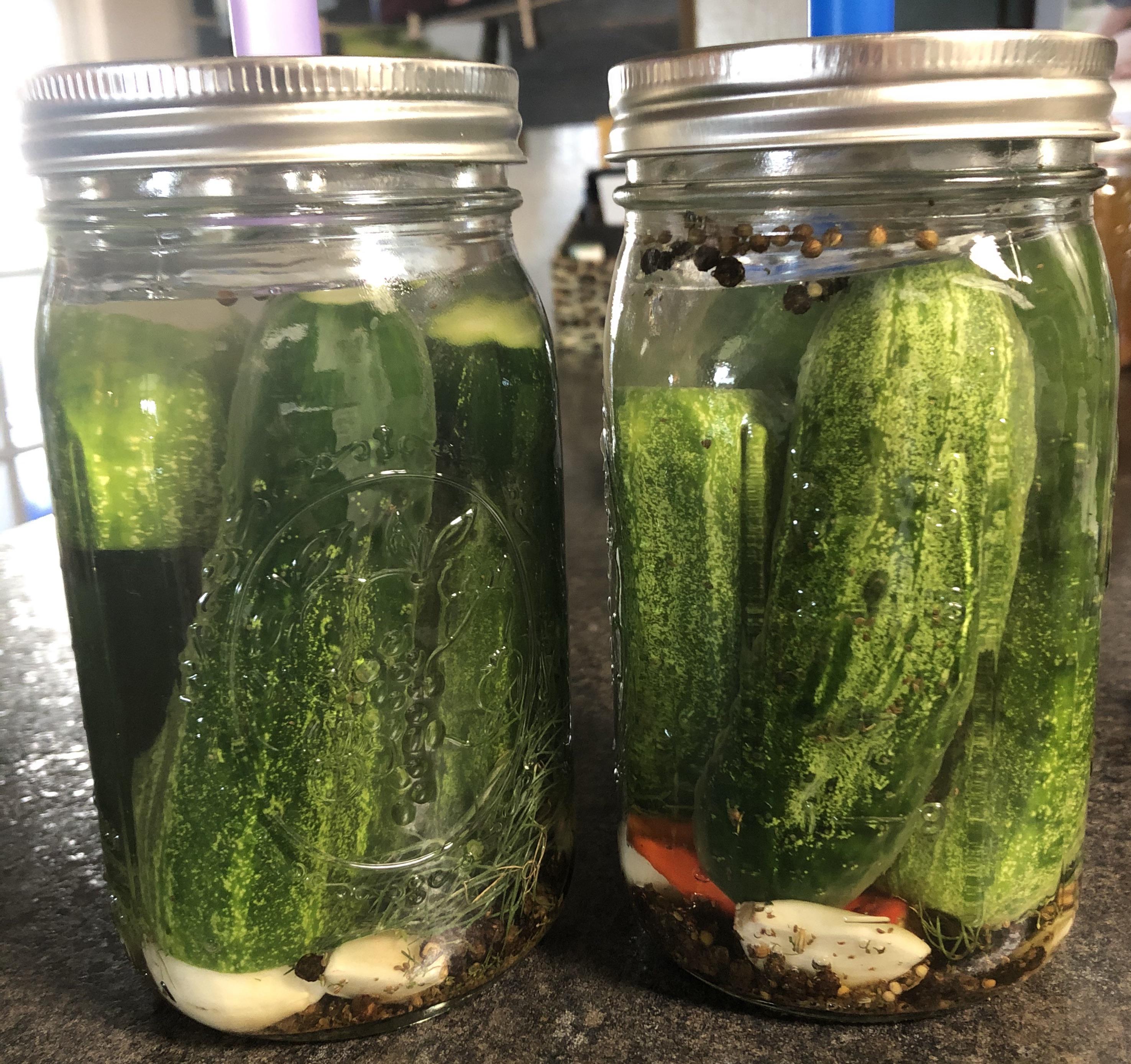 Two quarts of dill pickles started fermentation
