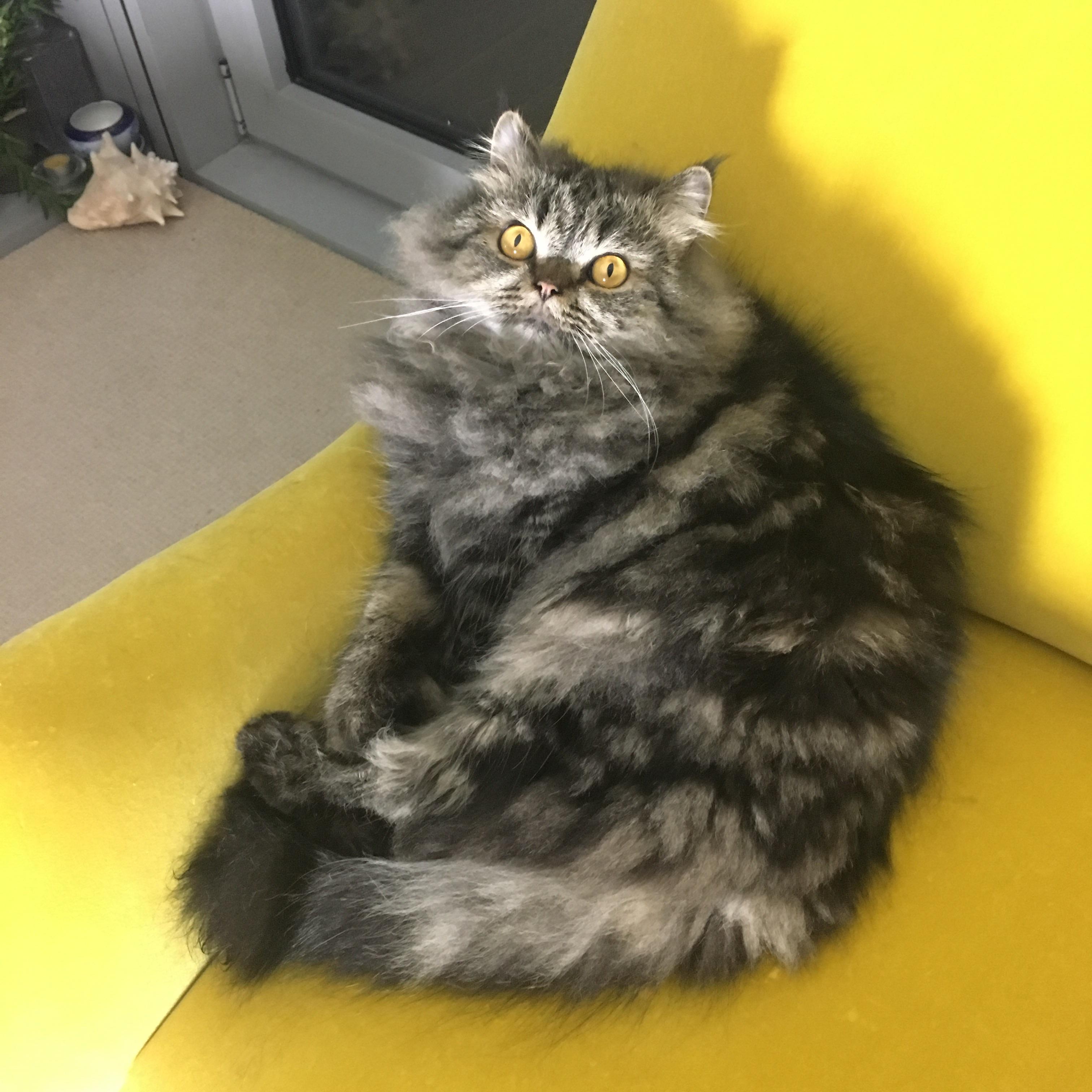 My cats eyes match my velvet armchair. I am disgusting. He, however, is