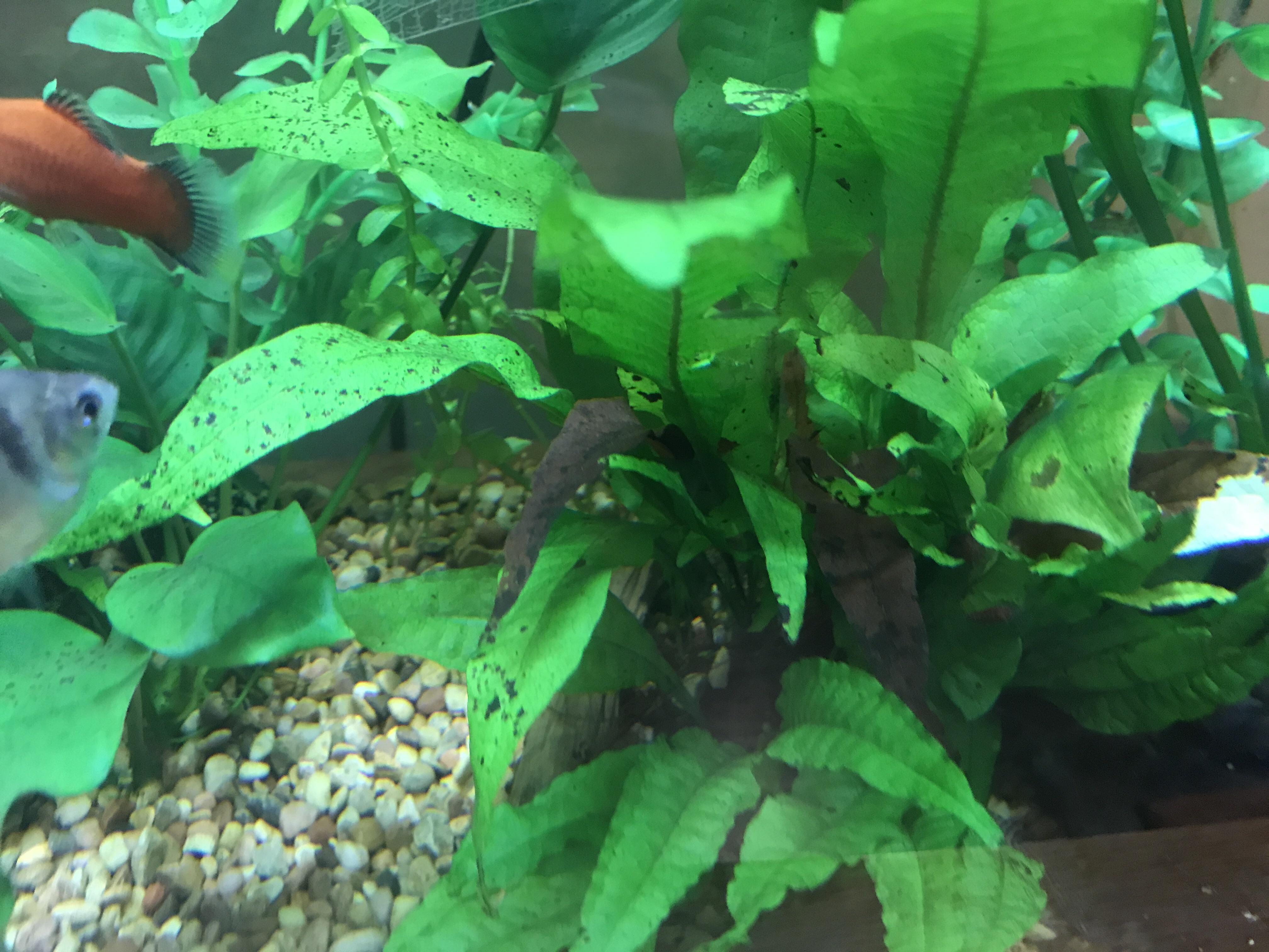 Black spots and black leaves on java fern r/Aquariums