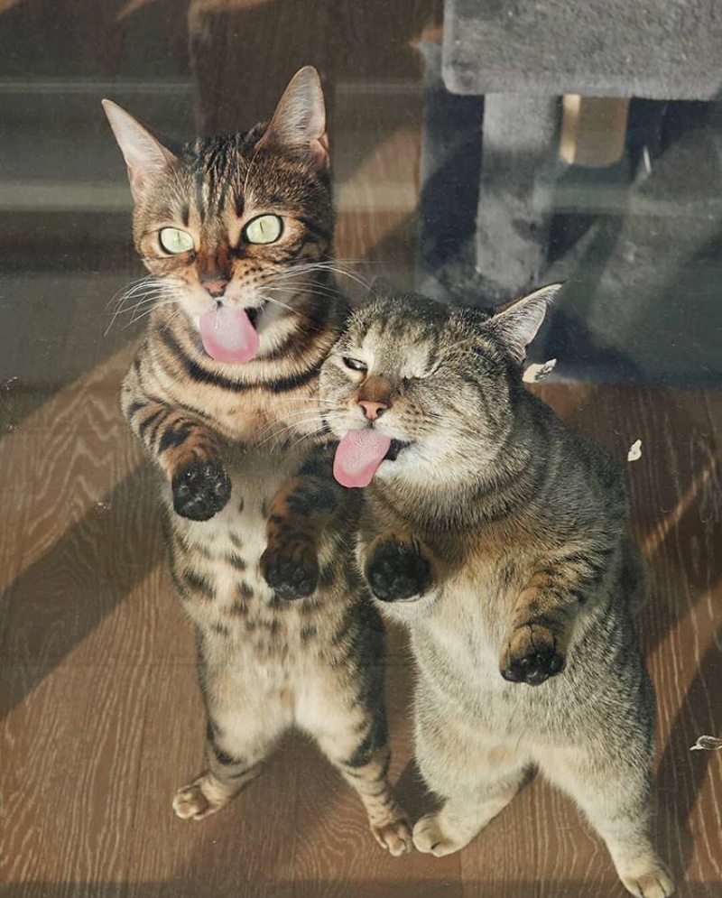 PsBattle Two cats licking glass door