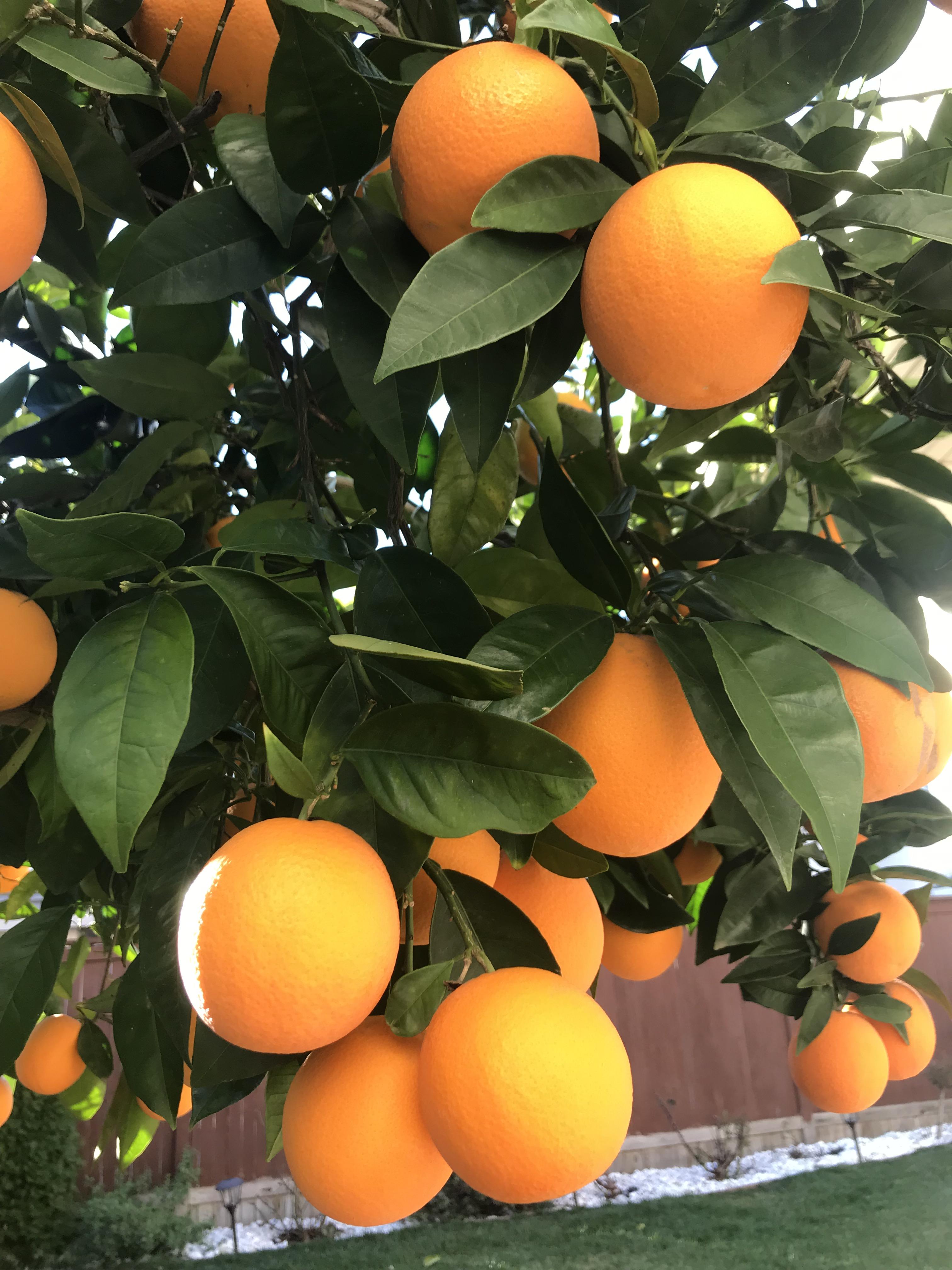 My Orange tree last month! r/gardening