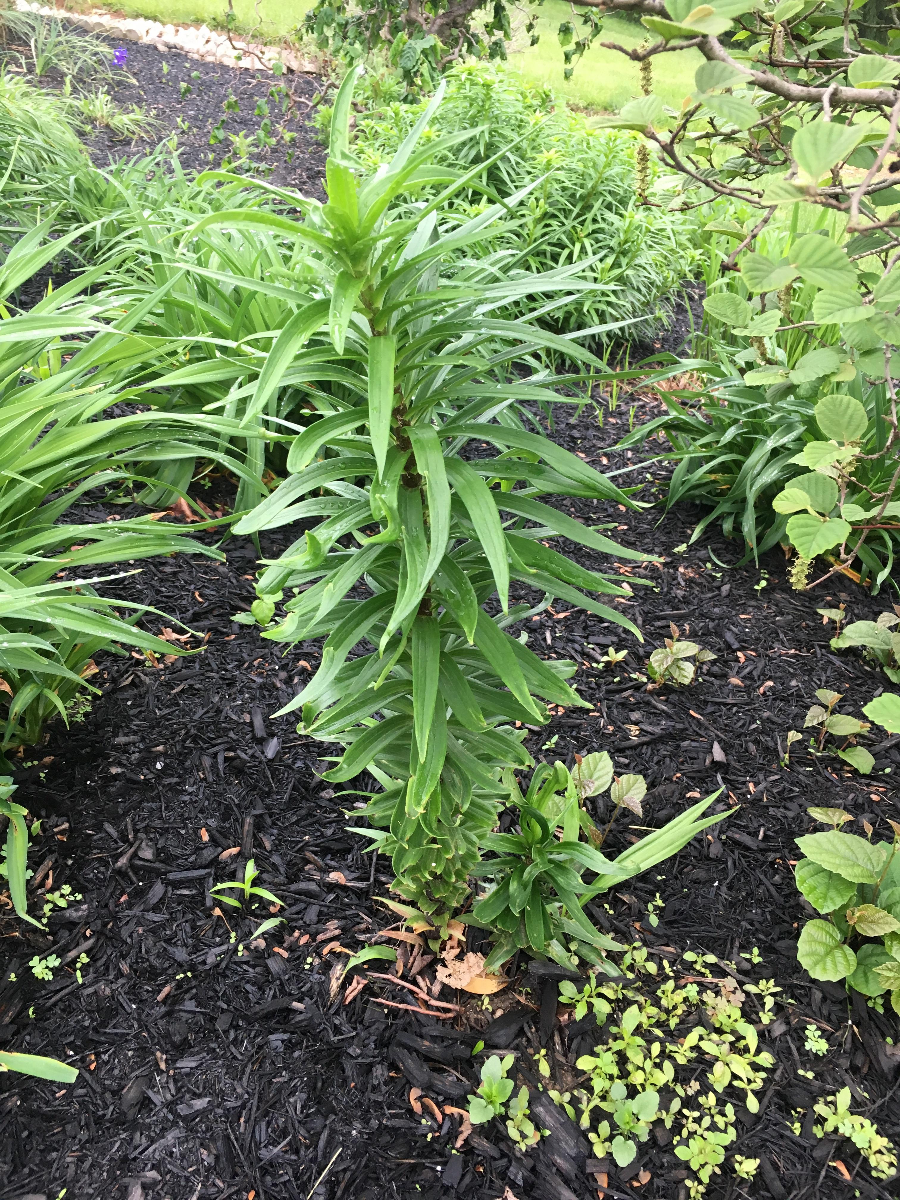 This plant has been growing for over a month now (zone 7a), but still
